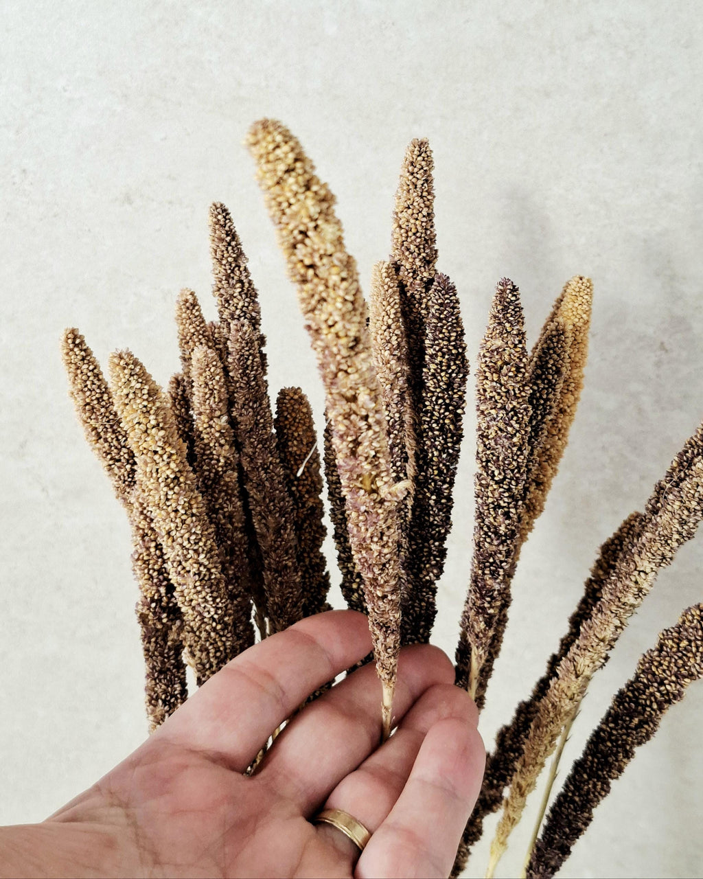 Dried Setaria Grass Natural Brown Beige, Bunny Tail Grass Stems, Floral Supply, Dried Grass for Florists, Neutral Decor