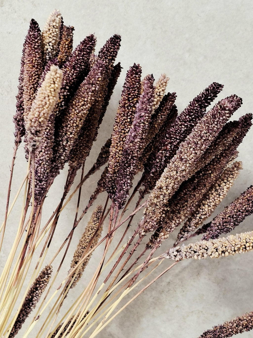 Natural Dried Setaria Stems 50–60 cm | Purple Brown Millet Grass | Dried Floral Supply for Florists, Crafts & Decor