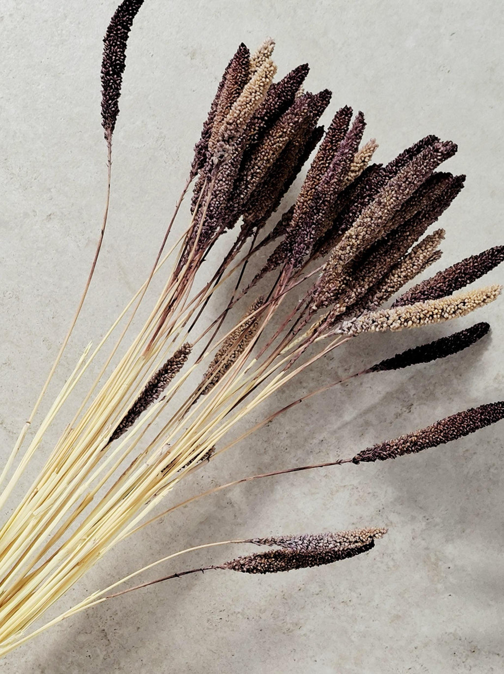Natural Dried Setaria Stems 50–60 cm | Purple Brown Millet Grass | Dried Floral Supply for Florists, Crafts & Decor