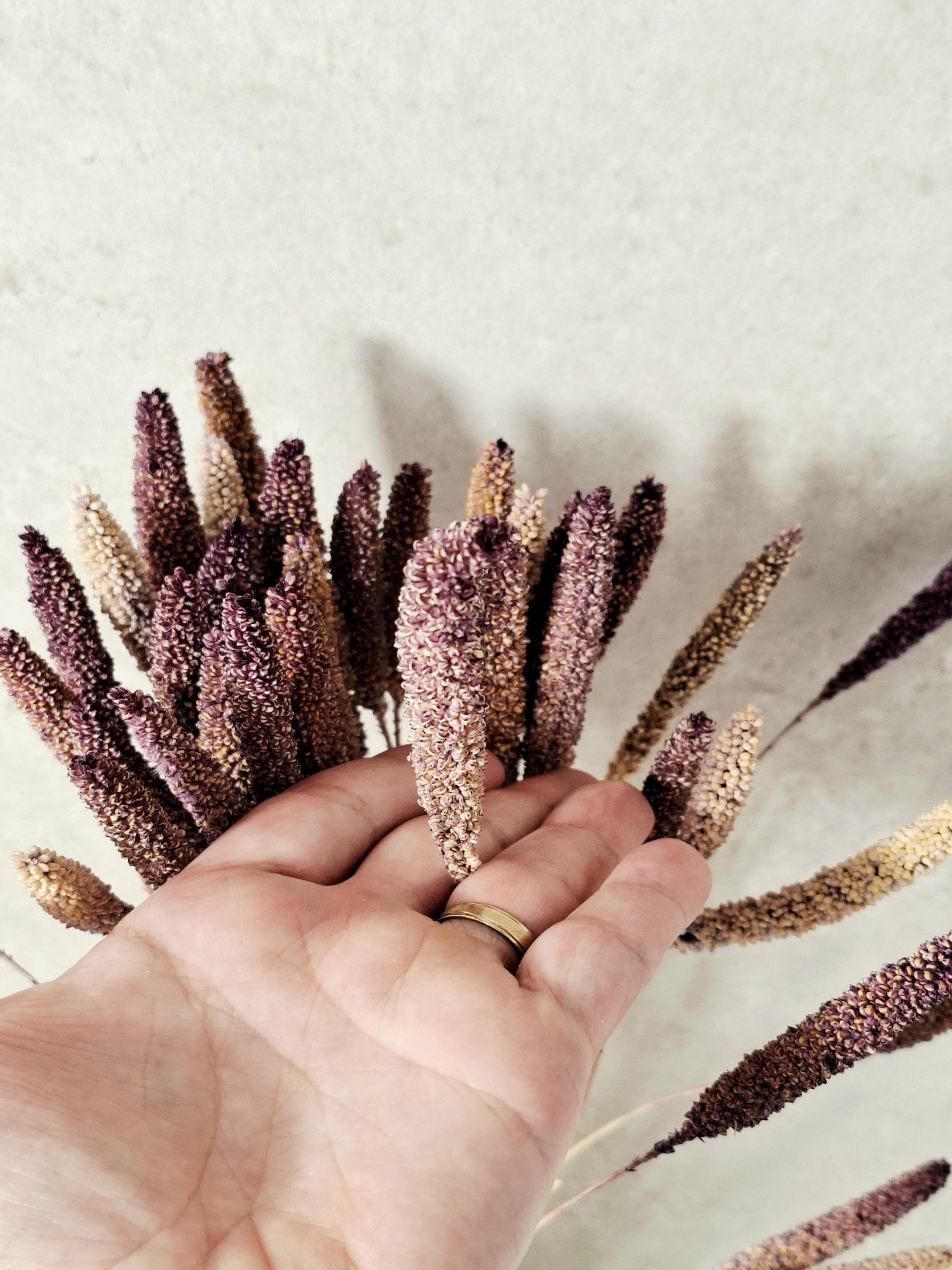 Natural Dried Setaria Stems 50–60 cm | Purple Brown Millet Grass | Dried Floral Supply for Florists, Crafts & Decor