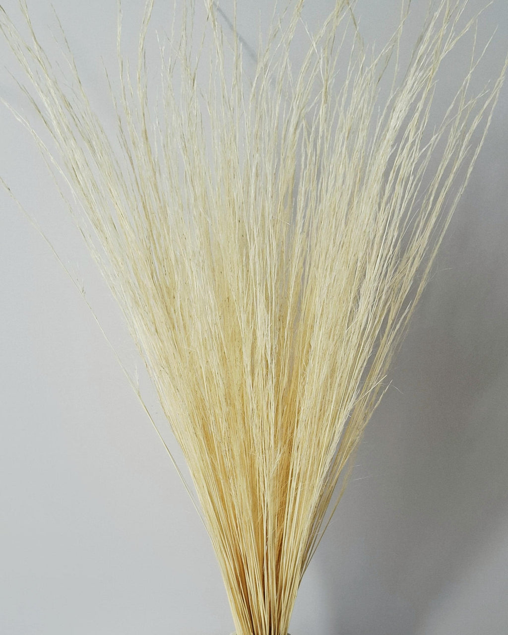 Dried Pony Grass Bundle 60 cm | Natural Beige Pampas Style | Minimalist Home Decor | Boho Vase Arrangement | Neutral Dried Grass