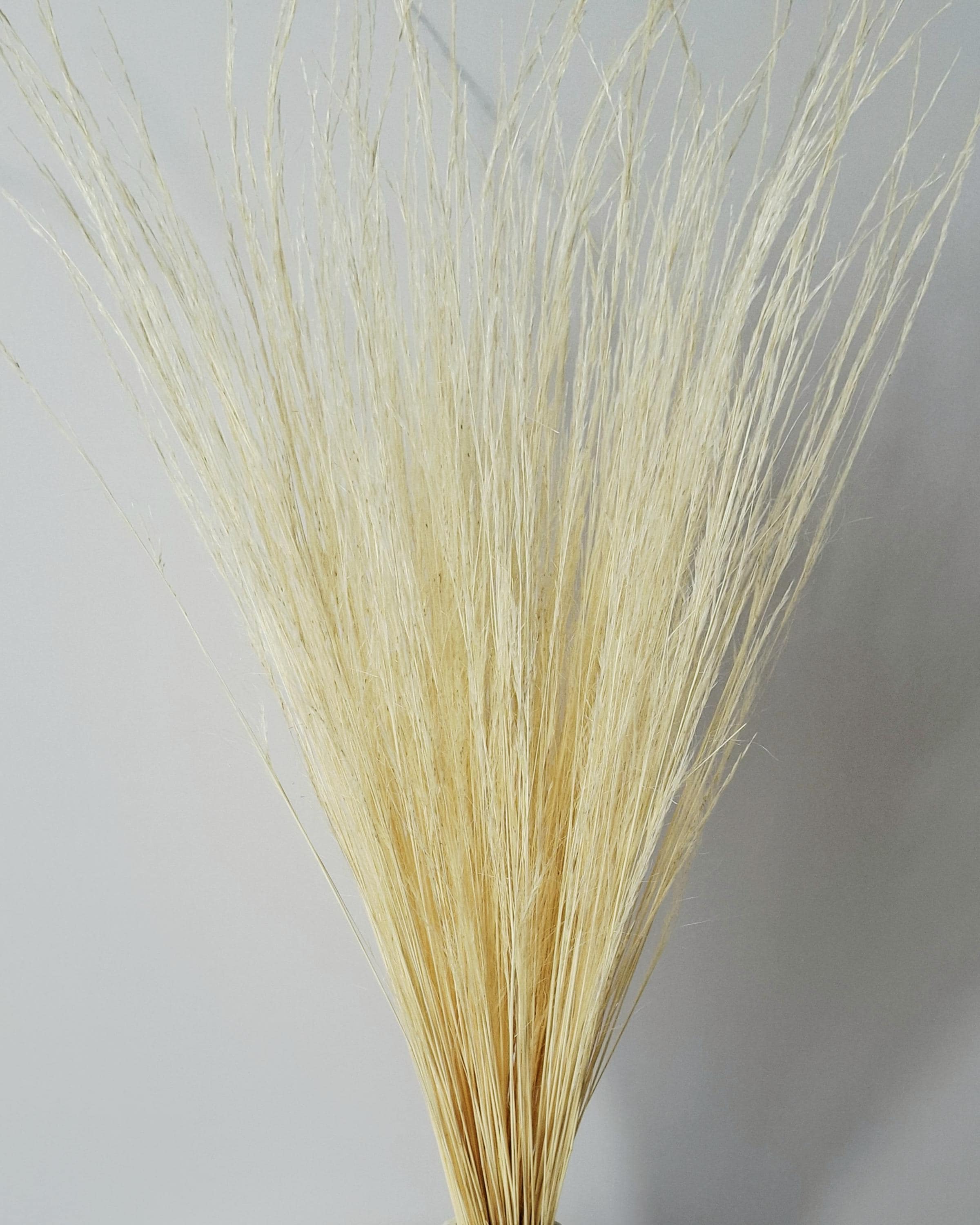 Dried Pony Grass Bundle 60 cm | Natural Beige Pampas Style | Minimalist Home Decor | Boho Vase Arrangement | Neutral Dried Grass