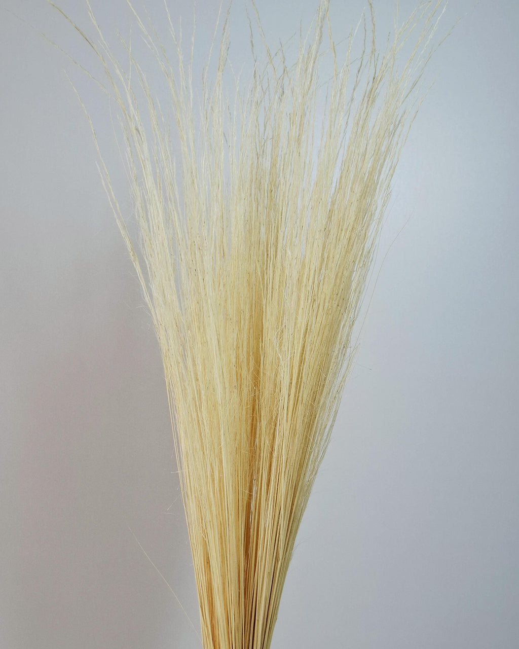 Dried Pony Grass Bundle 60 cm | Natural Beige Pampas Style | Minimalist Home Decor | Boho Vase Arrangement | Neutral Dried Grass
