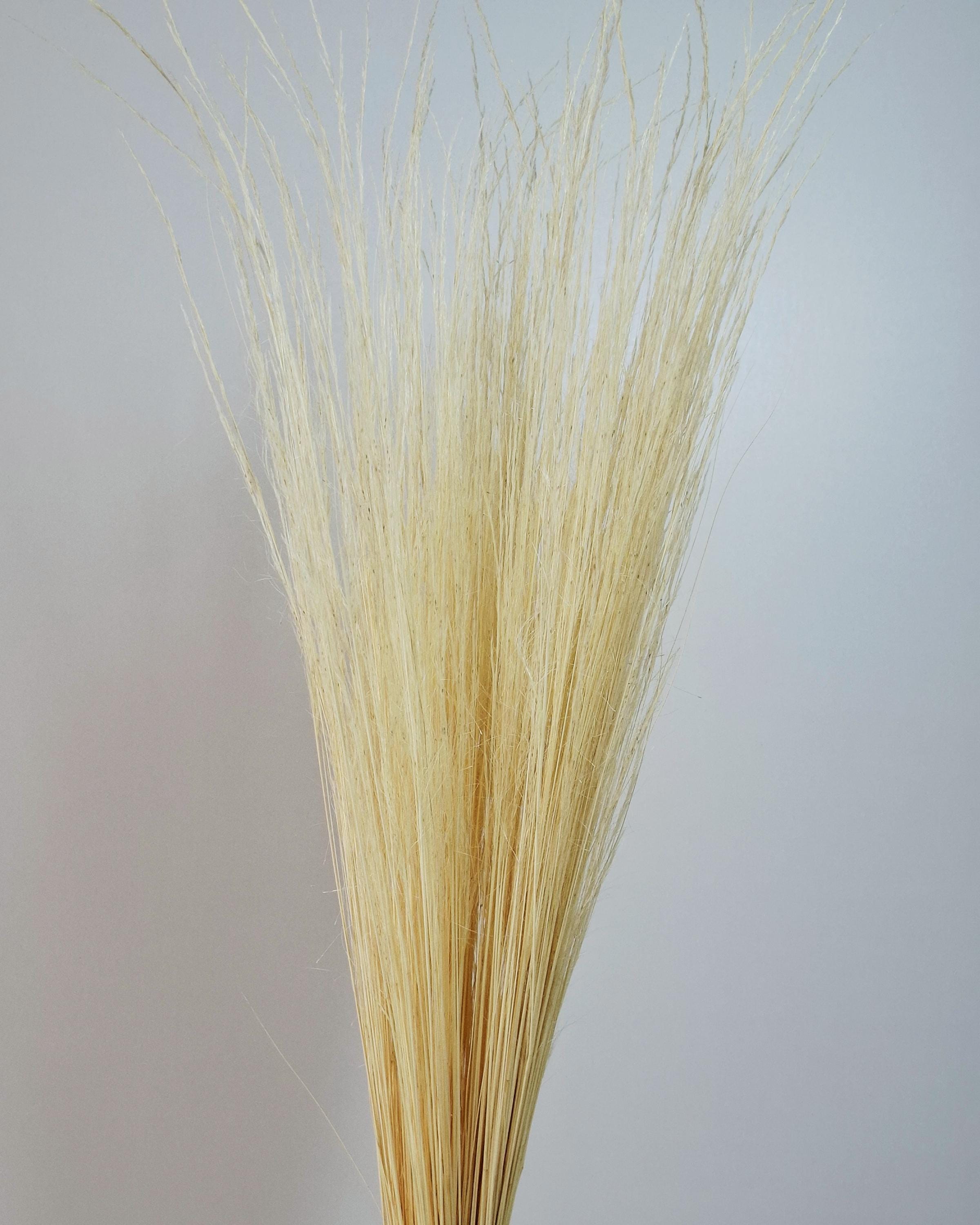 Dried Pony Grass Bundle 60 cm | Natural Beige Pampas Style | Minimalist Home Decor | Boho Vase Arrangement | Neutral Dried Grass