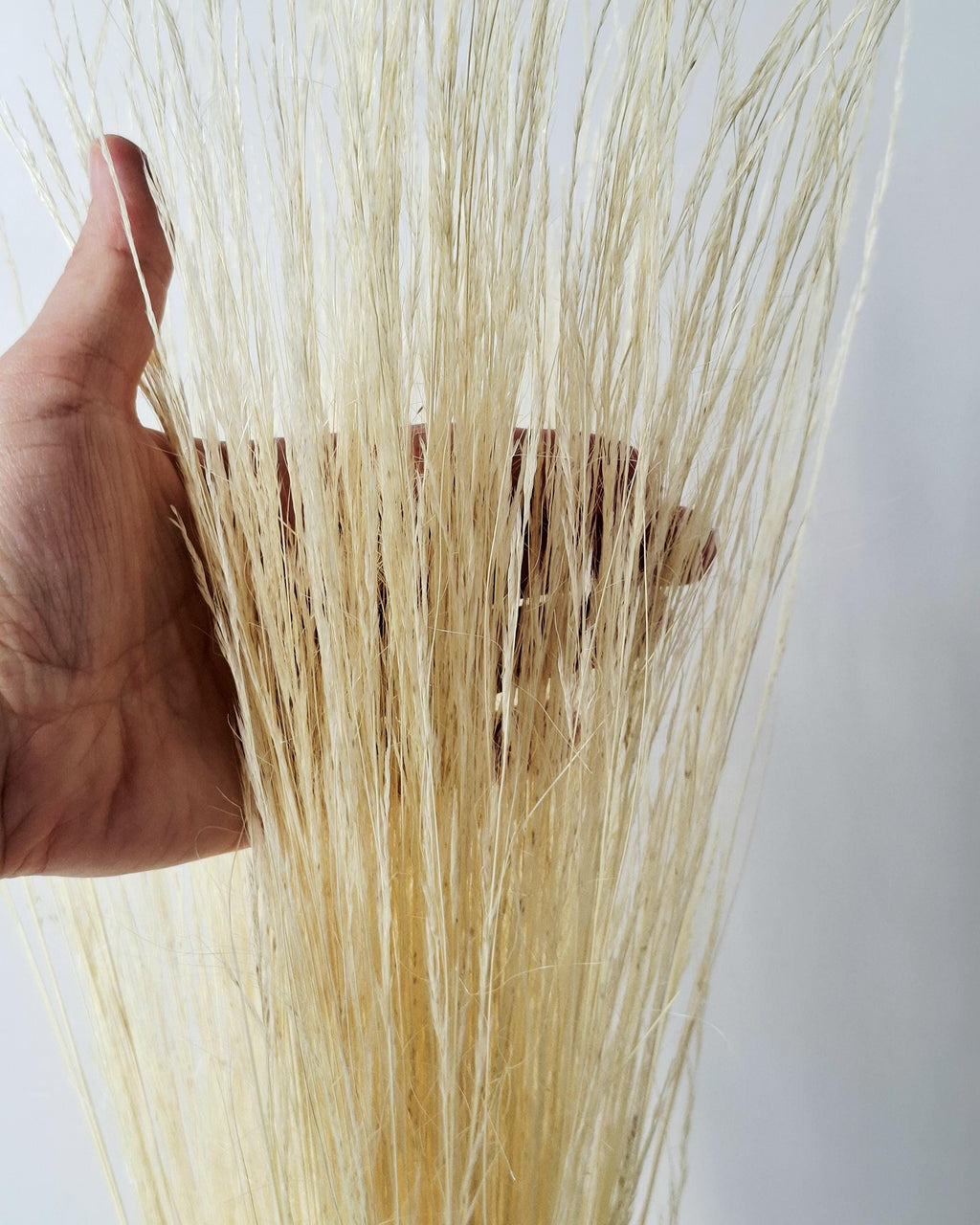 Dried Pony Grass Bundle 60 cm | Natural Beige Pampas Style | Minimalist Home Decor | Boho Vase Arrangement | Neutral Dried Grass