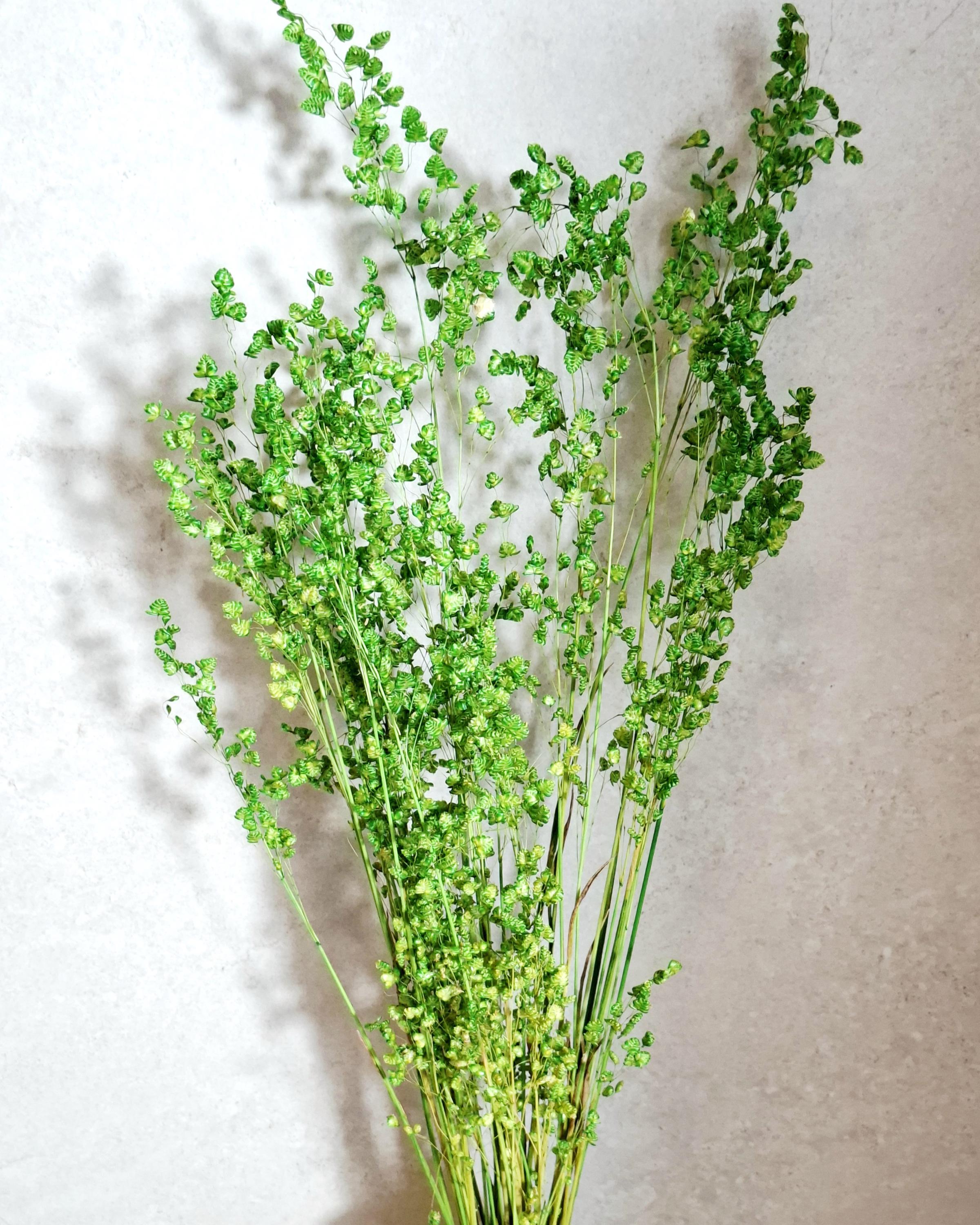 Dried Flower Bouquet | Preserved Briza Bouquet | Minimalist Botanical Arrangement | Natural Green Bouquet | Wildflower Deco