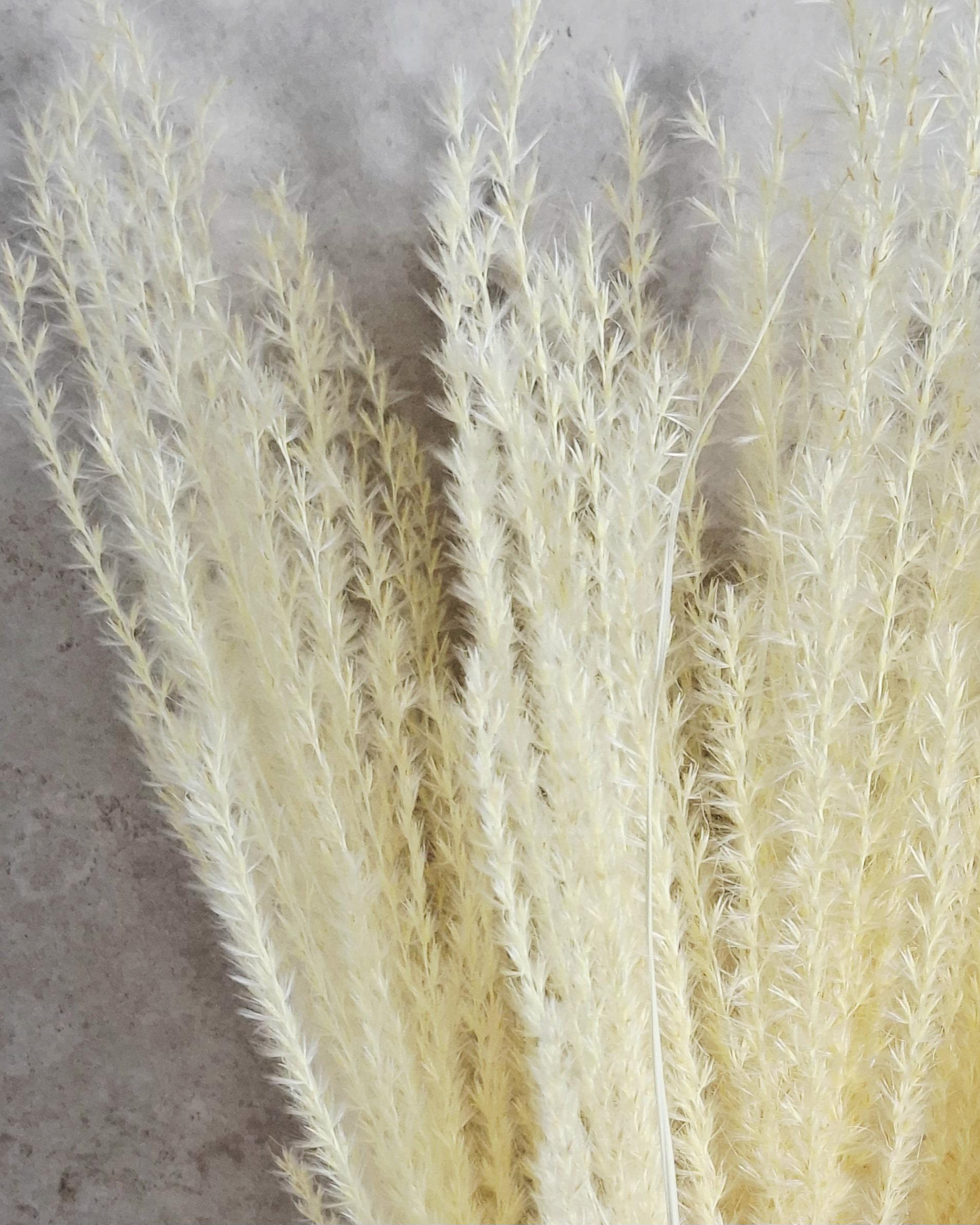 Dried Miscanthus Grass Stems 60 cm | Warm Cream Beige Pampas Style | Fluffy Dried Grass | Boho Decor | Natural Dried Flowers