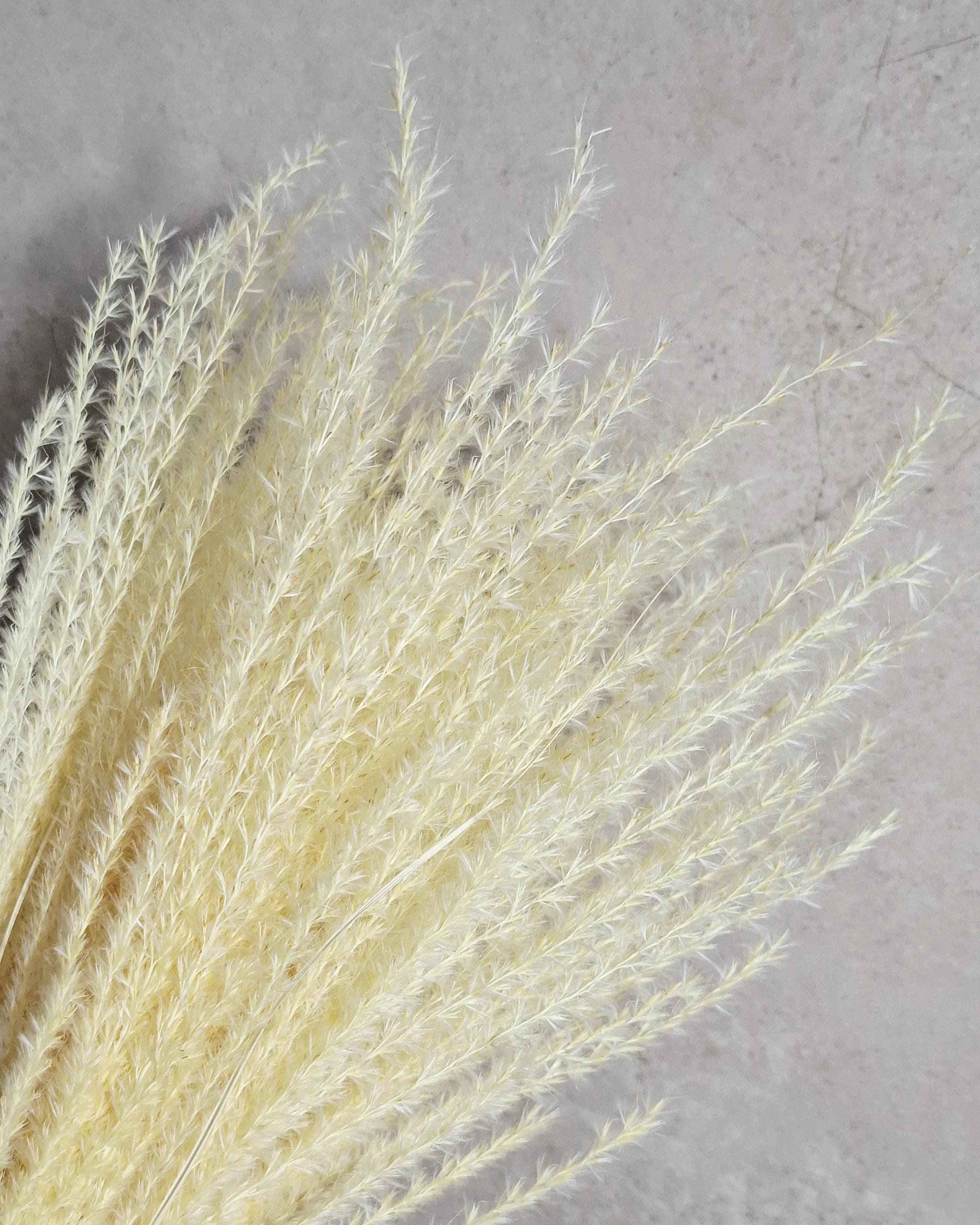 Dried Miscanthus Grass Stems 60 cm | Warm Cream Beige Pampas Style | Fluffy Dried Grass | Boho Decor | Natural Dried Flowers