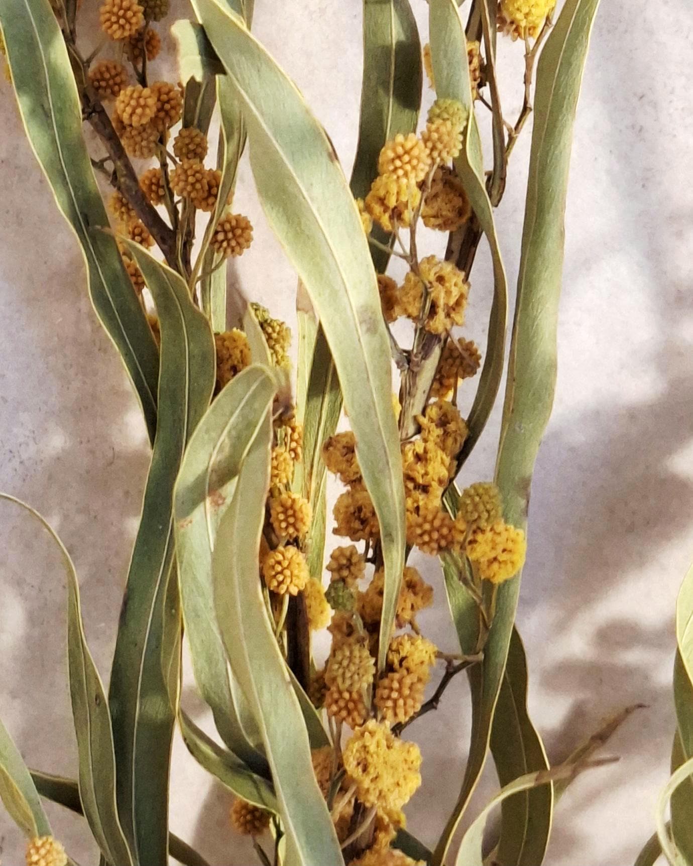 Dried Mimosa Bouquet Natural, Yellow Mimosa Branches, Eco Friendly Floral Decor, Minimalist Home Styling, Gift Idea