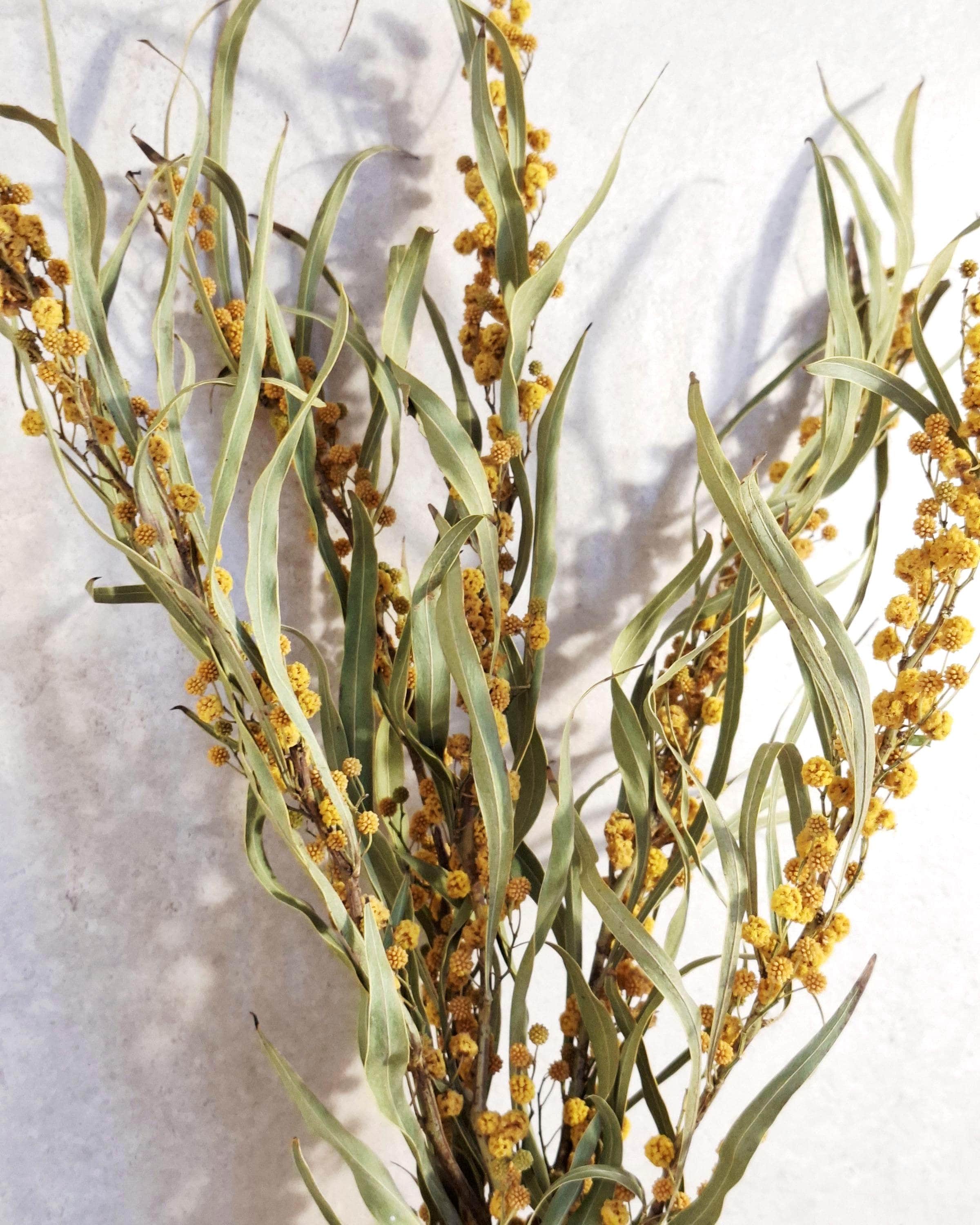 Dried Mimosa Bouquet Natural, Yellow Mimosa Branches, Eco Friendly Floral Decor, Minimalist Home Styling, Gift Idea