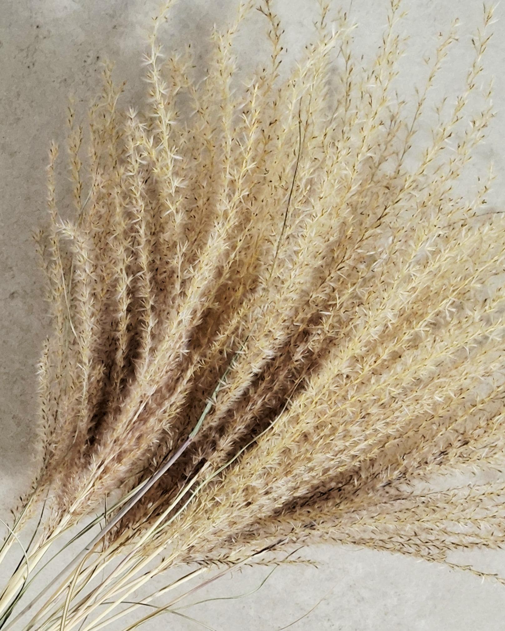Dried Miscanthus 60 cm | Natural Beige Pampas Style Grass | Boho Home Decor | Florist Material | Wedding Arrangement