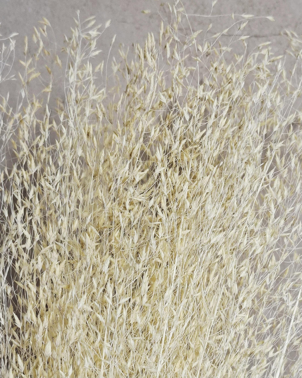 Tall Rice Grass Bundle| Fluffy Dried Grass Bundle | Beige Pampas Style | Airy Boho Bouquet | Wedding Decor | Natural Home Accent