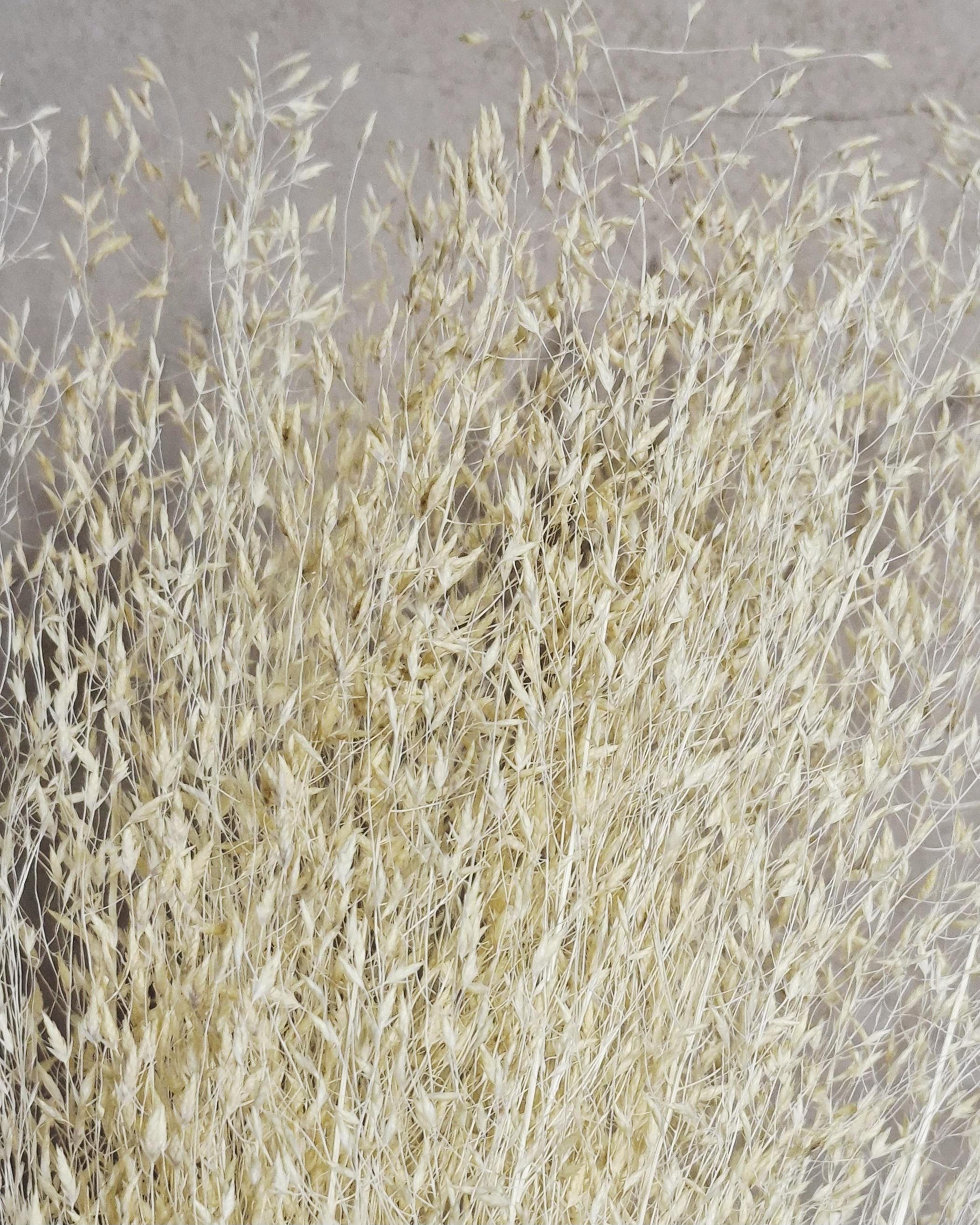 Tall Rice Grass Bundle| Fluffy Dried Grass Bundle | Beige Pampas Style | Airy Boho Bouquet | Wedding Decor | Natural Home Accent