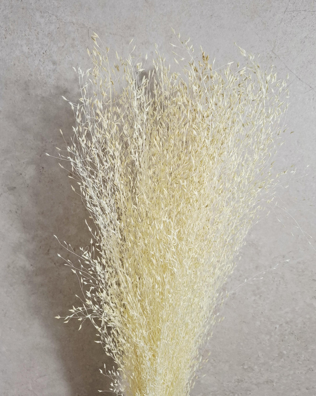 Tall Rice Grass Bundle| Fluffy Dried Grass Bundle | Beige Pampas Style | Airy Boho Bouquet | Wedding Decor | Natural Home Accent