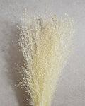 Tall Rice Grass Bundle| Fluffy Dried Grass Bundle | Beige Pampas Style | Airy Boho Bouquet | Wedding Decor | Natural Home Accent