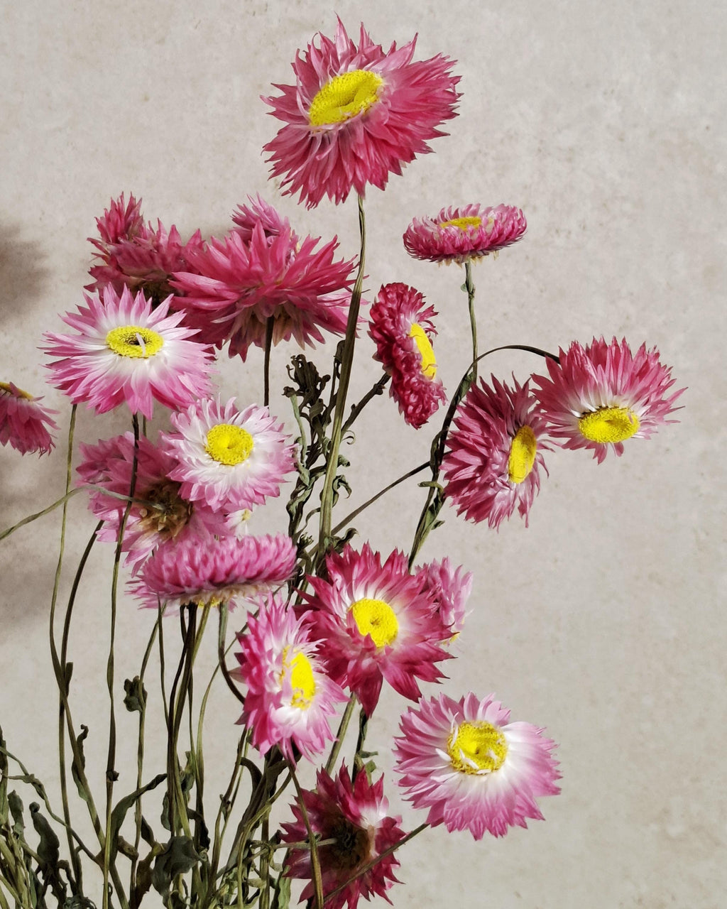 Dried Helichrysum Stems Pink | Everlasting Strawflowers | Natural Dried Flowers for Florists, DIY, Arrangements & Crafts