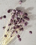 Dried Cephalaria Stems Purple | Natural Globe Flowers | Dried Floral Stems for Florists, DIY Arrangements & Modern Home Decor