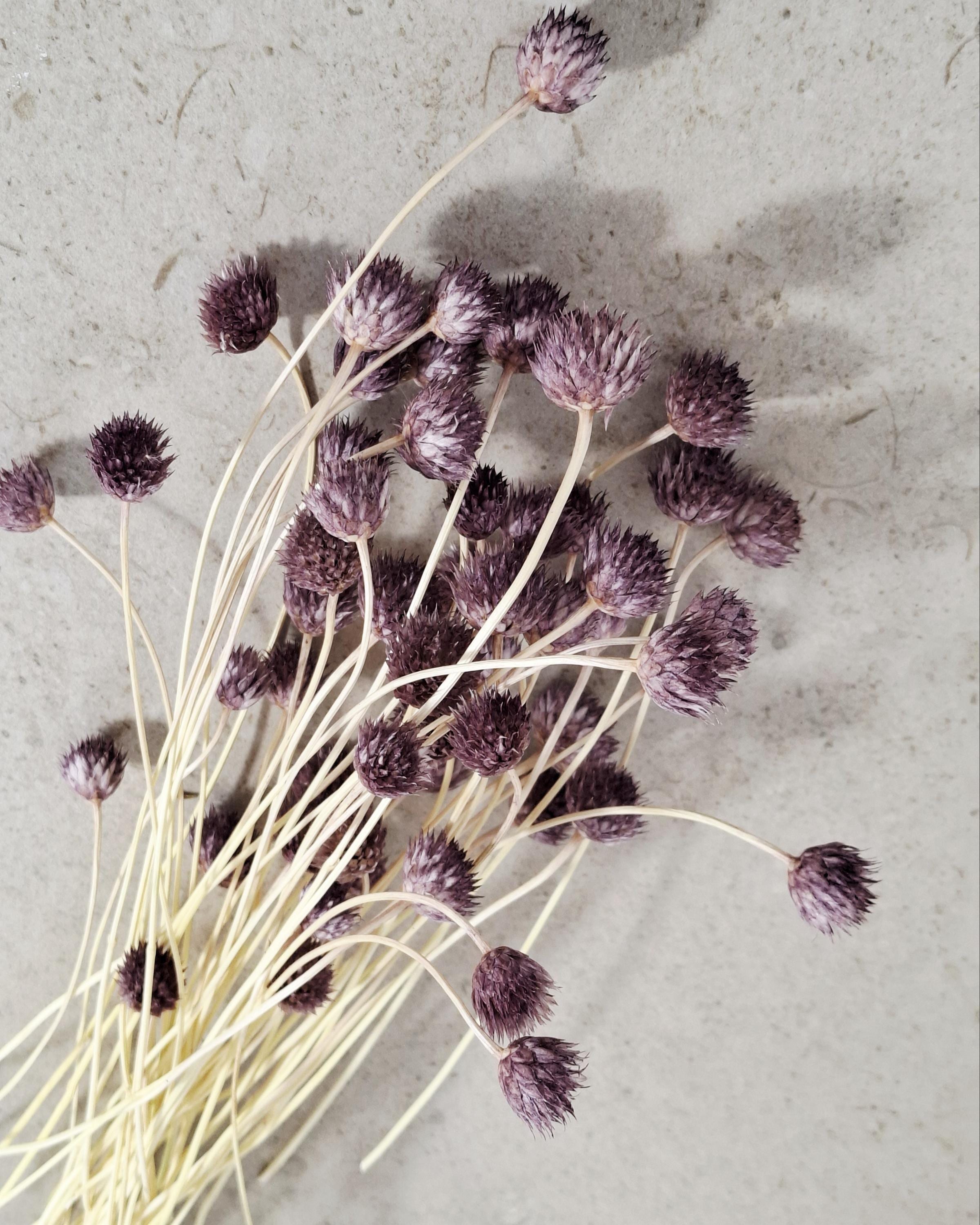 Dried Cephalaria Stems Purple | Natural Globe Flowers | Dried Floral Stems for Florists, DIY Arrangements & Modern Home Decor