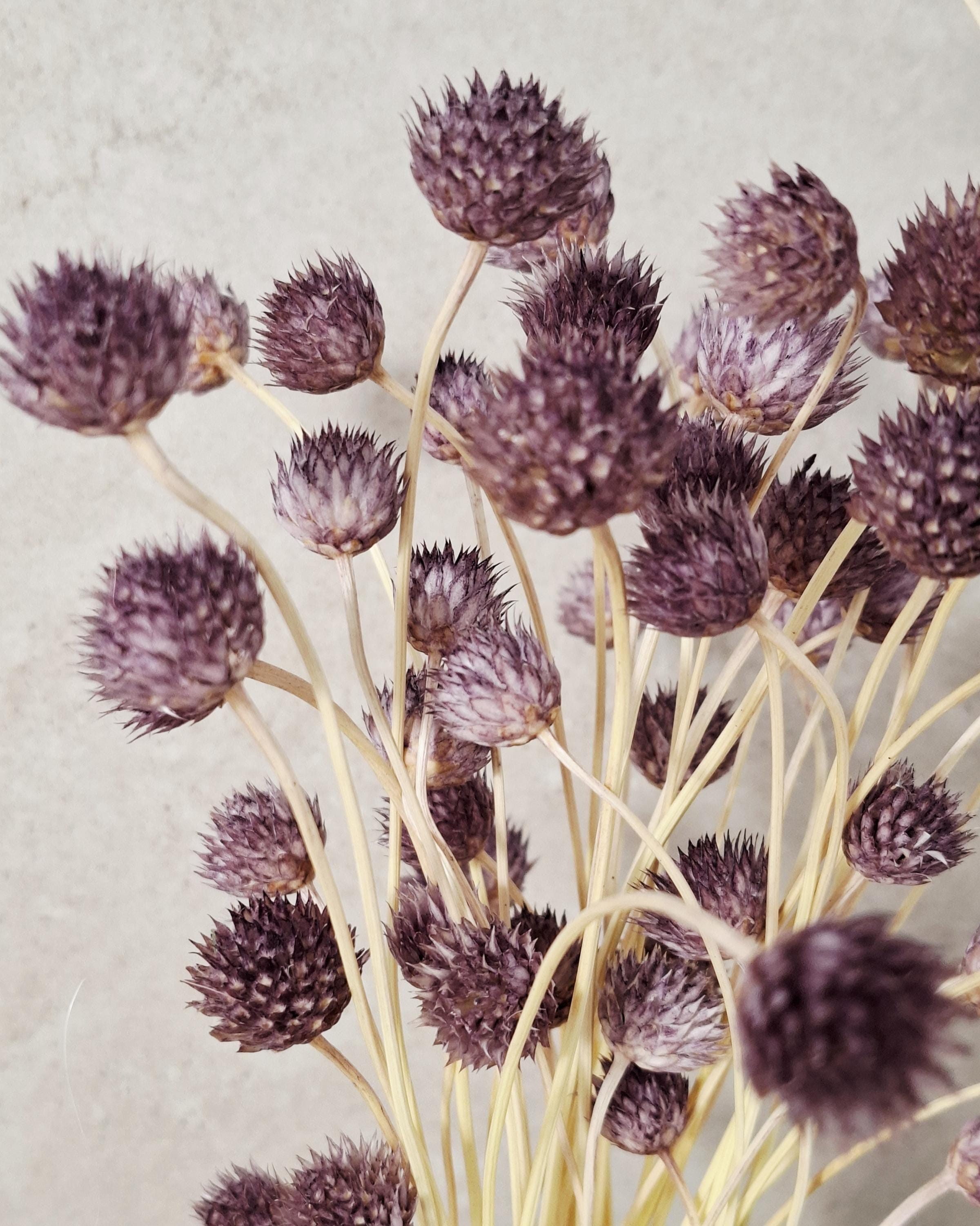 Dried Cephalaria Stems Purple | Natural Globe Flowers | Dried Floral Stems for Florists, DIY Arrangements & Modern Home Decor