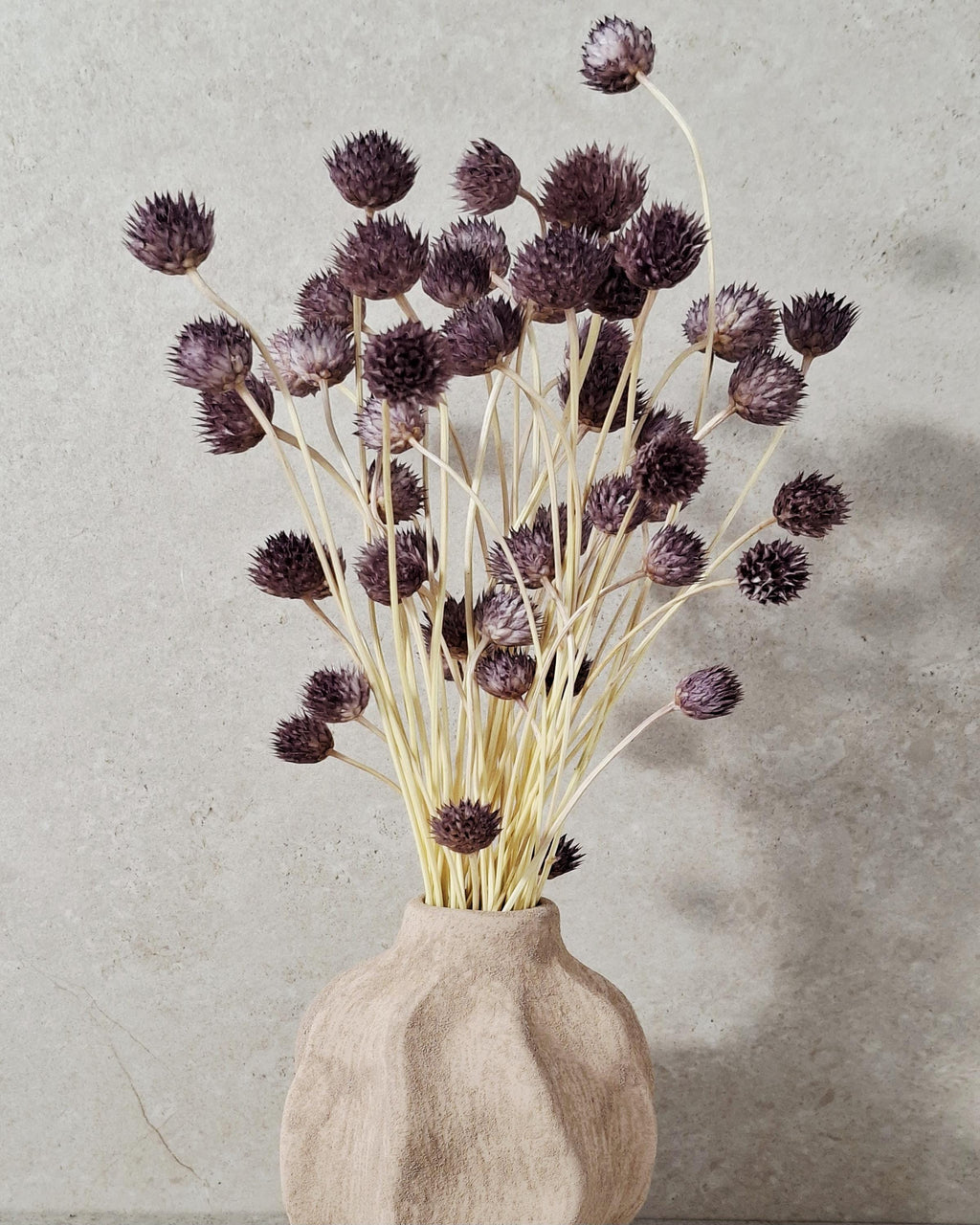 Dried Cephalaria Stems Purple | Natural Globe Flowers | Dried Floral Stems for Florists, DIY Arrangements & Modern Home Decor