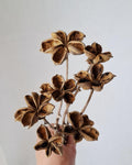 Dried Lotus Style Seed Pods, Tree Peony Pods, Natural Brown Dried Flowers, Botanical Stems for Vase, Rustic Decor