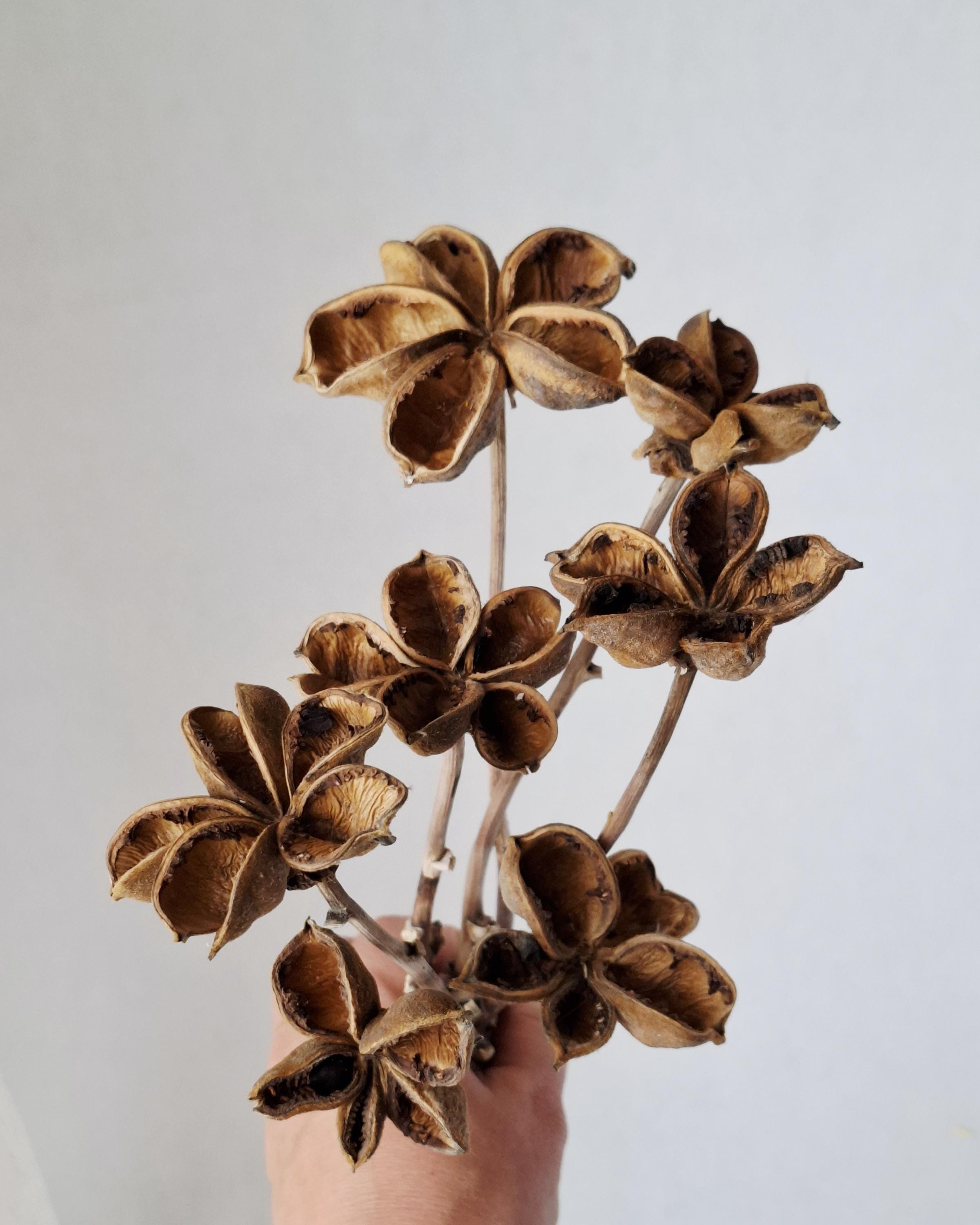 Dried Lotus Style Seed Pods, Tree Peony Pods, Natural Brown Dried Flowers, Botanical Stems for Vase, Rustic Decor