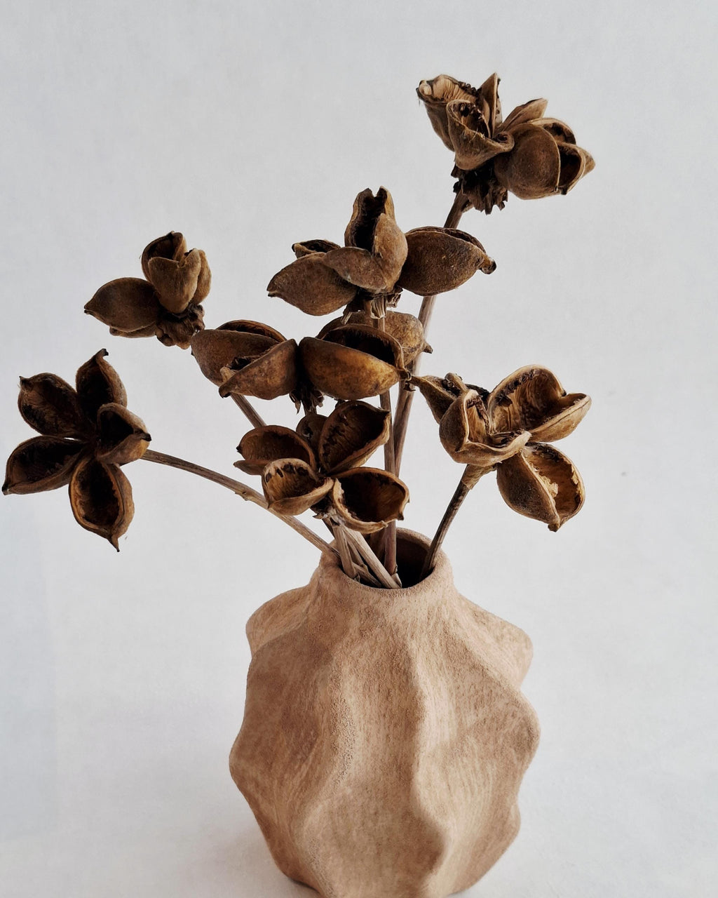 Dried Lotus Style Seed Pods, Tree Peony Pods, Natural Brown Dried Flowers, Botanical Stems for Vase, Rustic Decor