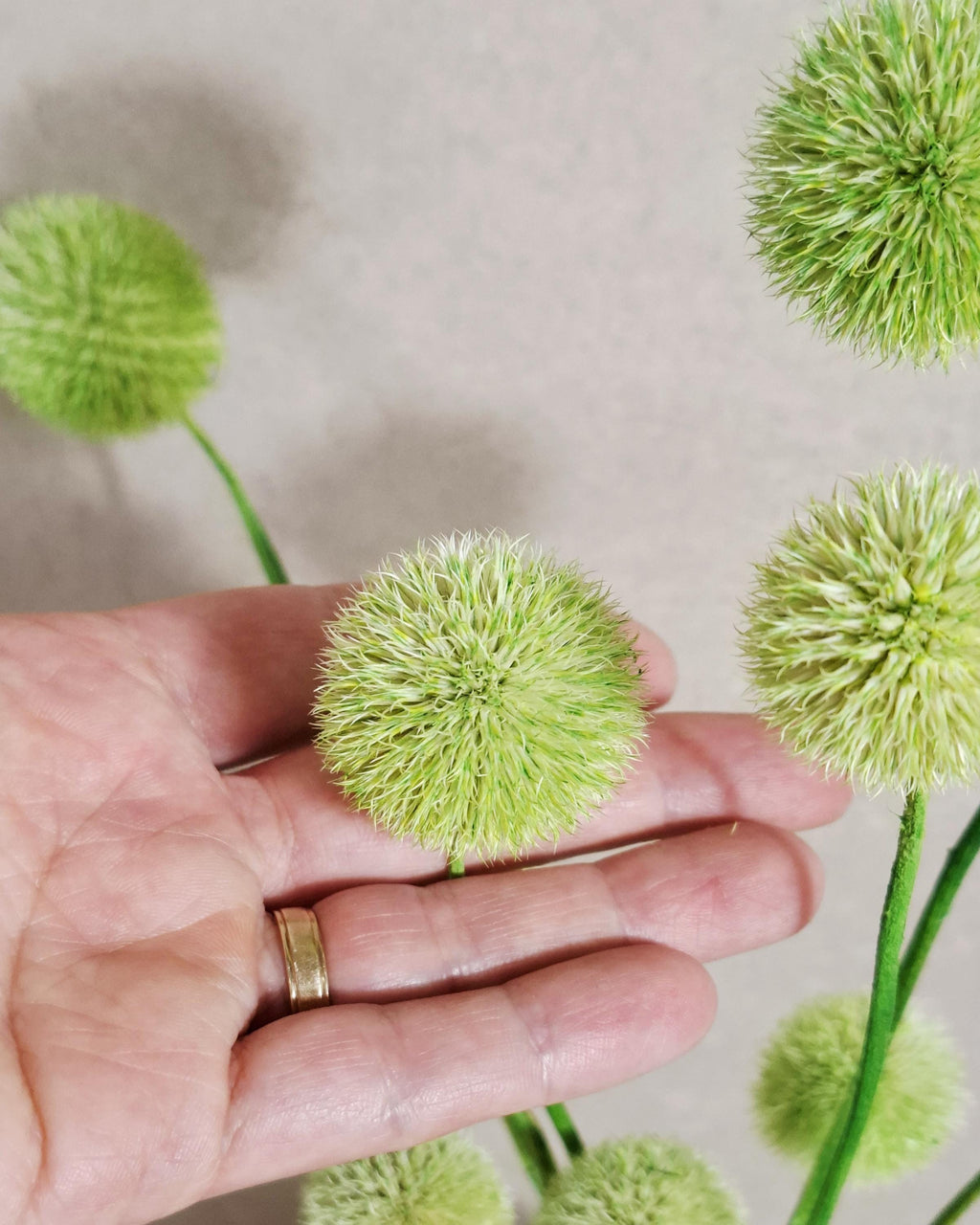 Dried Green Echinops Stems, Globe Thistle Flowers, Floral Supply, DIY Craft Flowers, Vase Filler, Minimalist Decor
