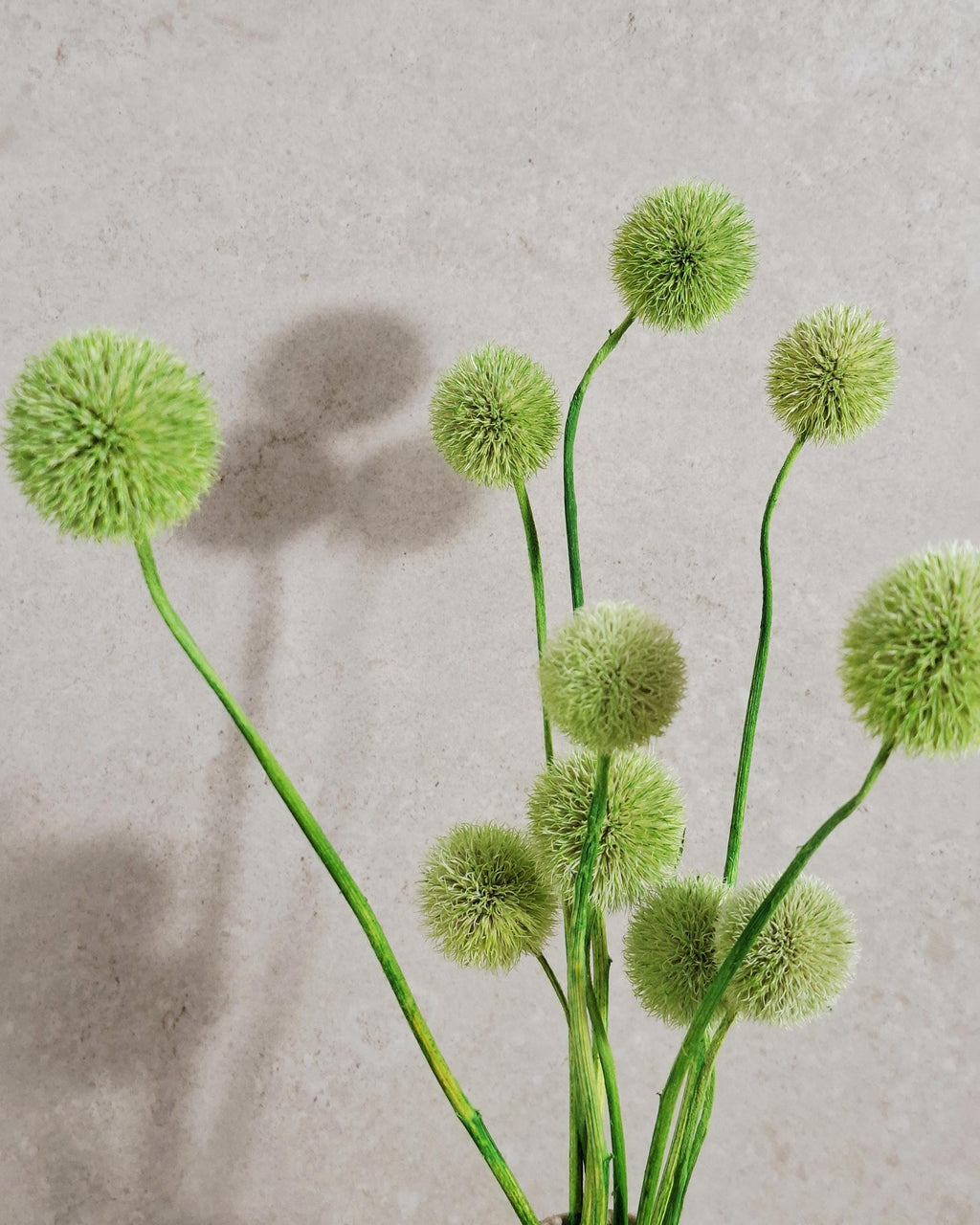 Dried Green Echinops Stems, Globe Thistle Flowers, Floral Supply, DIY Craft Flowers, Vase Filler, Minimalist Decor