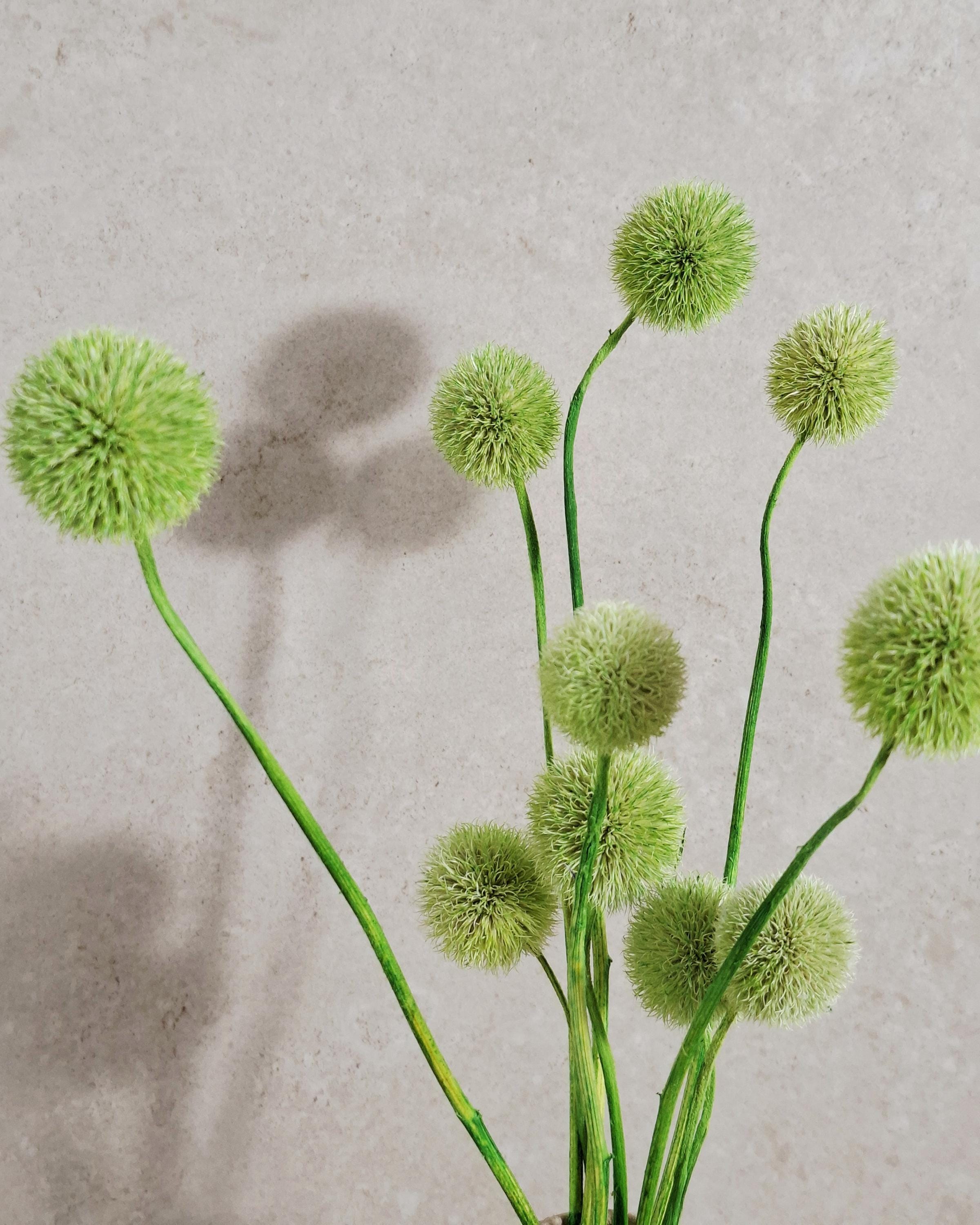 Dried Green Echinops Stems, Globe Thistle Flowers, Floral Supply, DIY Craft Flowers, Vase Filler, Minimalist Decor