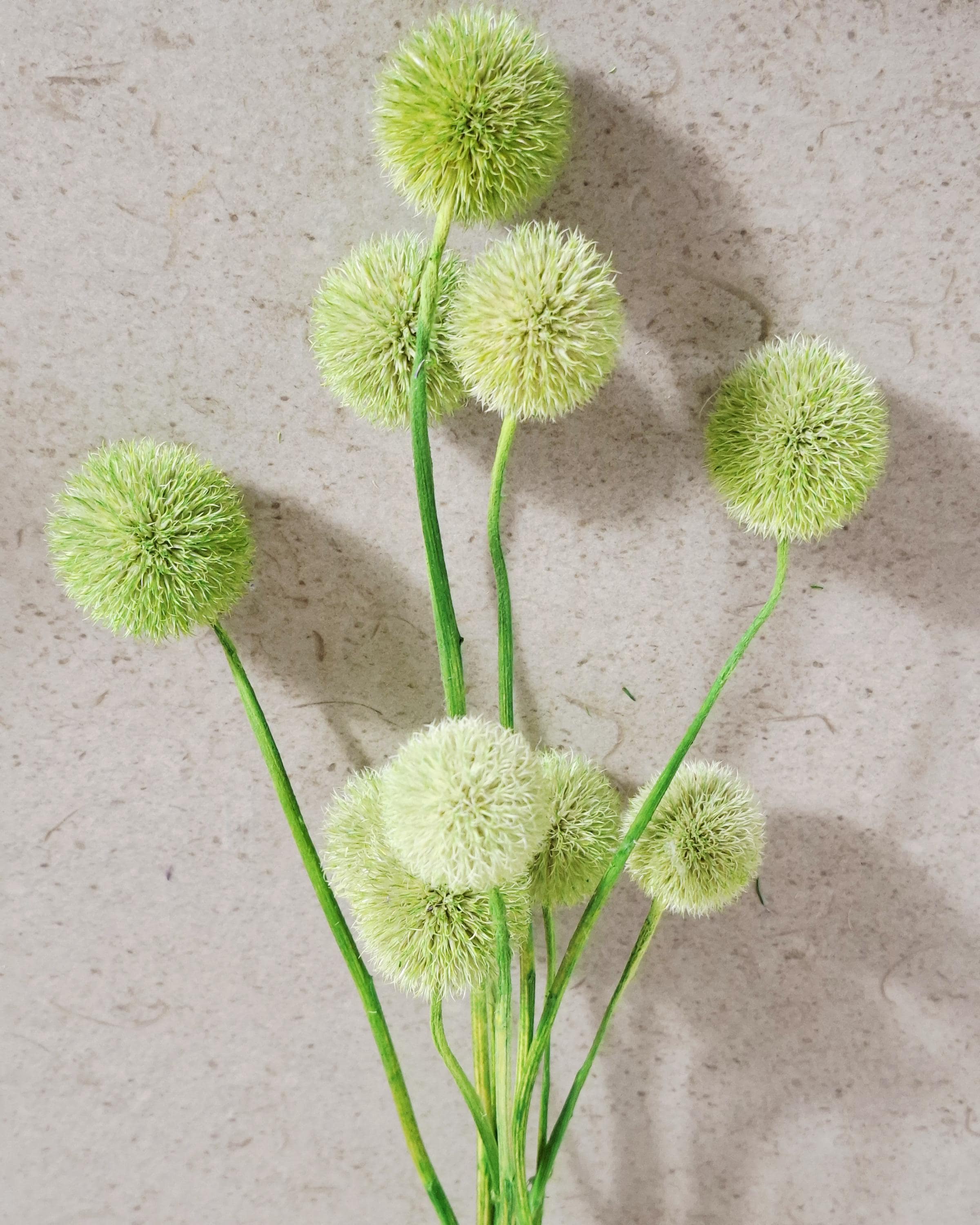 Dried Green Echinops Stems, Globe Thistle Flowers, Floral Supply, DIY Craft Flowers, Vase Filler, Minimalist Decor