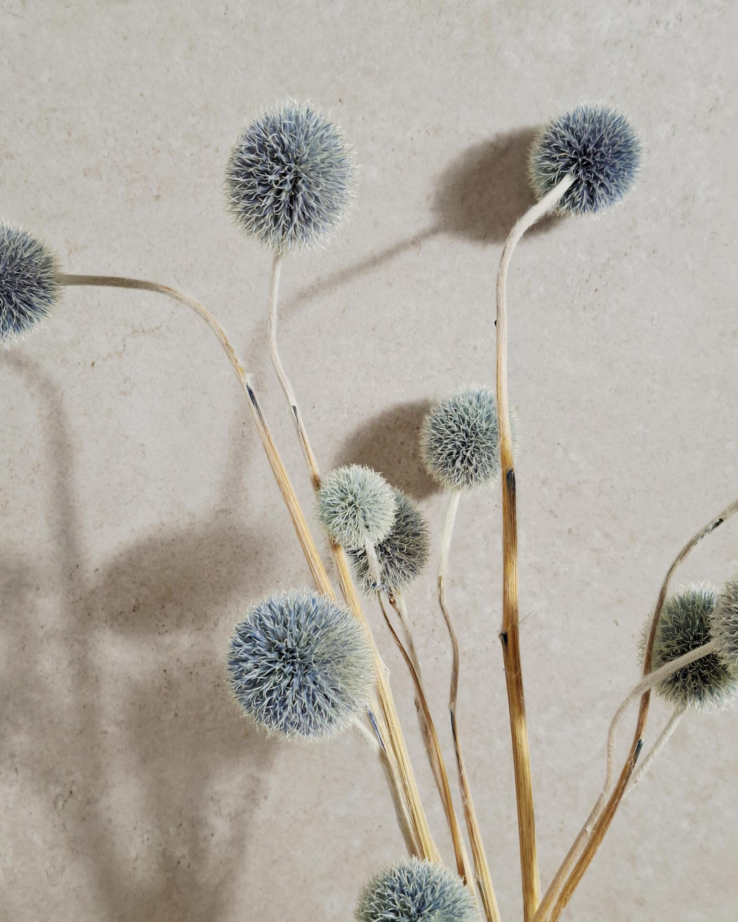 Blue Echinops Stems, Dyed Dried Flowers, Globe Thistle Stems, Grey Blue Floral Supply, Minimalist Decor, DIY Craft Material