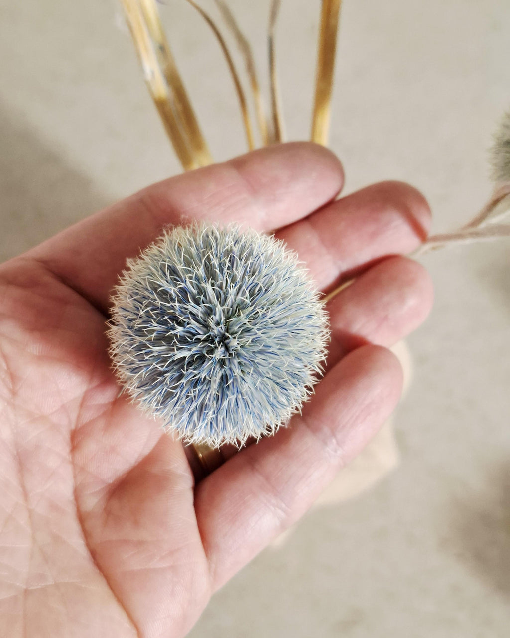 Blue Echinops Stems, Dyed Dried Flowers, Globe Thistle Stems, Grey Blue Floral Supply, Minimalist Decor, DIY Craft Material