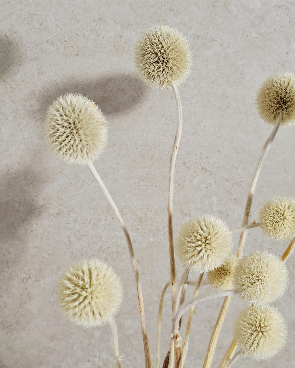 Dried Allium Stems Natural Beige | Neutral Floral Material | Florist Supply | DIY Craft Flowers | Minimal Home Decor