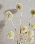 Dried Allium Stems Natural Beige | Neutral Floral Material | Florist Supply | DIY Craft Flowers | Minimal Home Decor