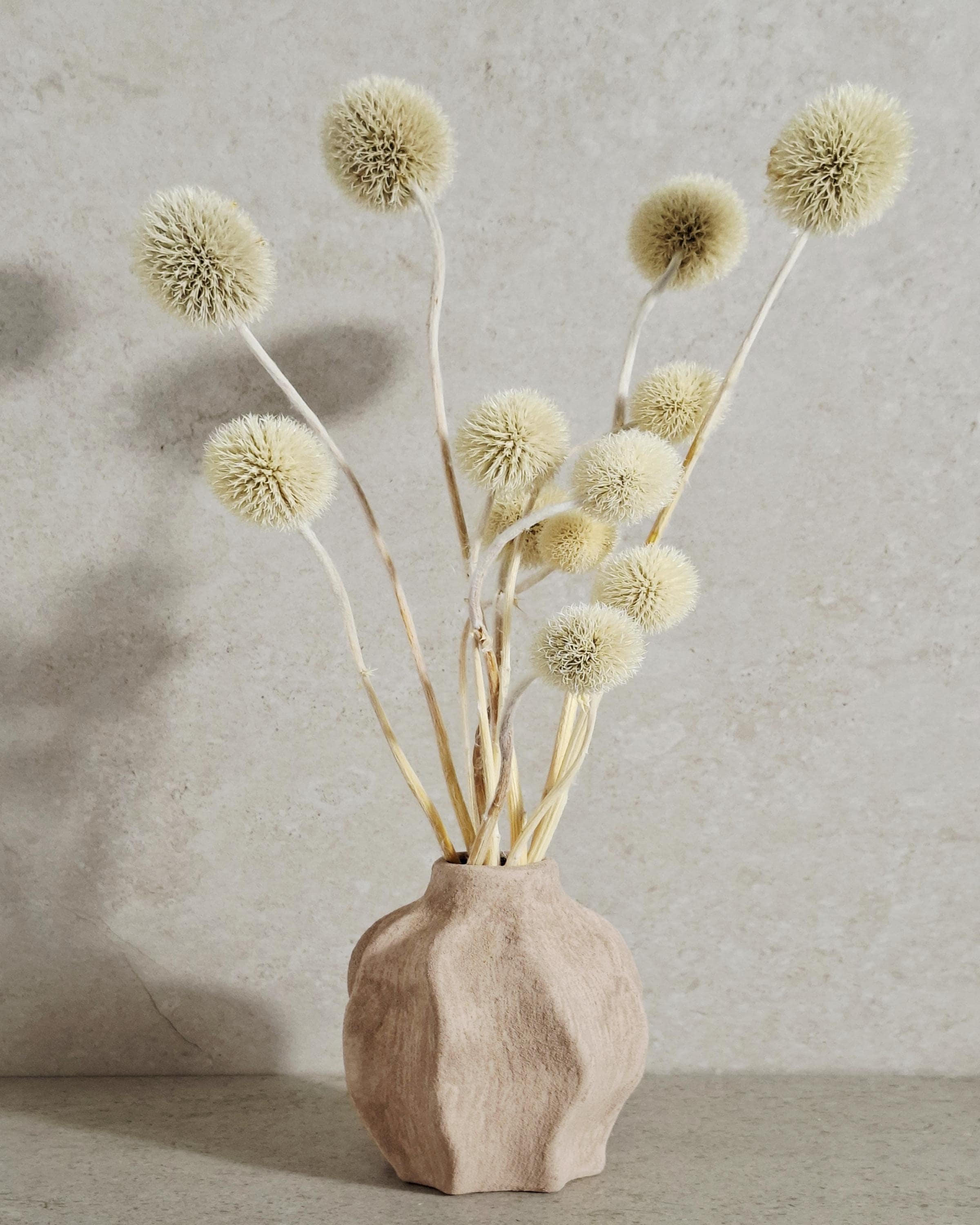 Dried Allium Stems Natural Beige | Neutral Floral Material | Florist Supply | DIY Craft Flowers | Minimal Home Decor