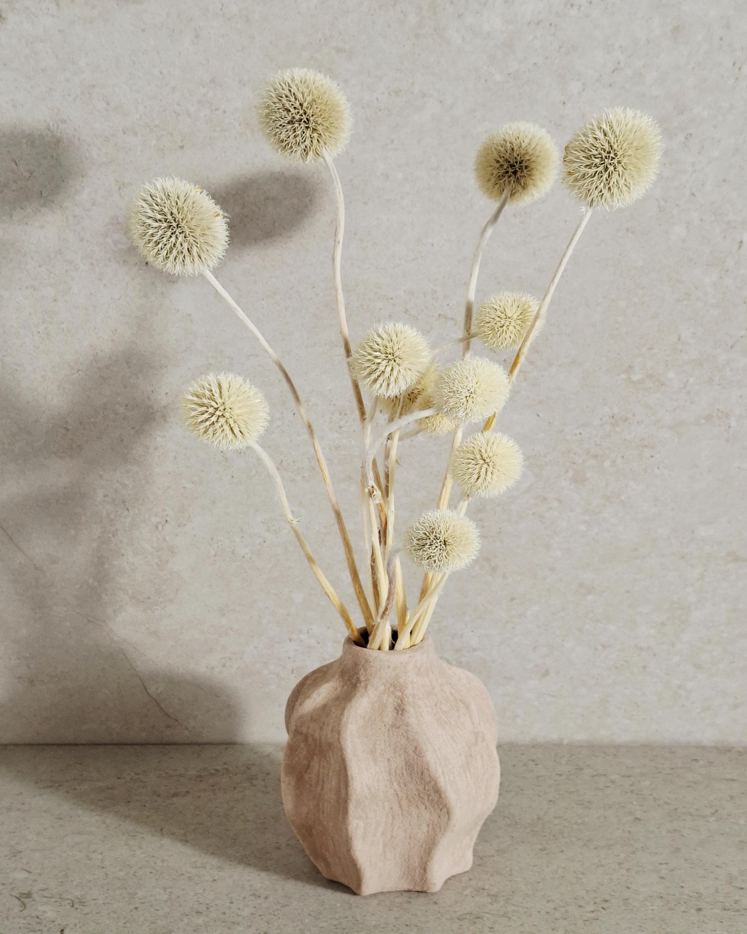 Dried Allium Stems Natural Beige | Neutral Floral Material | Florist Supply | DIY Craft Flowers | Minimal Home Decor