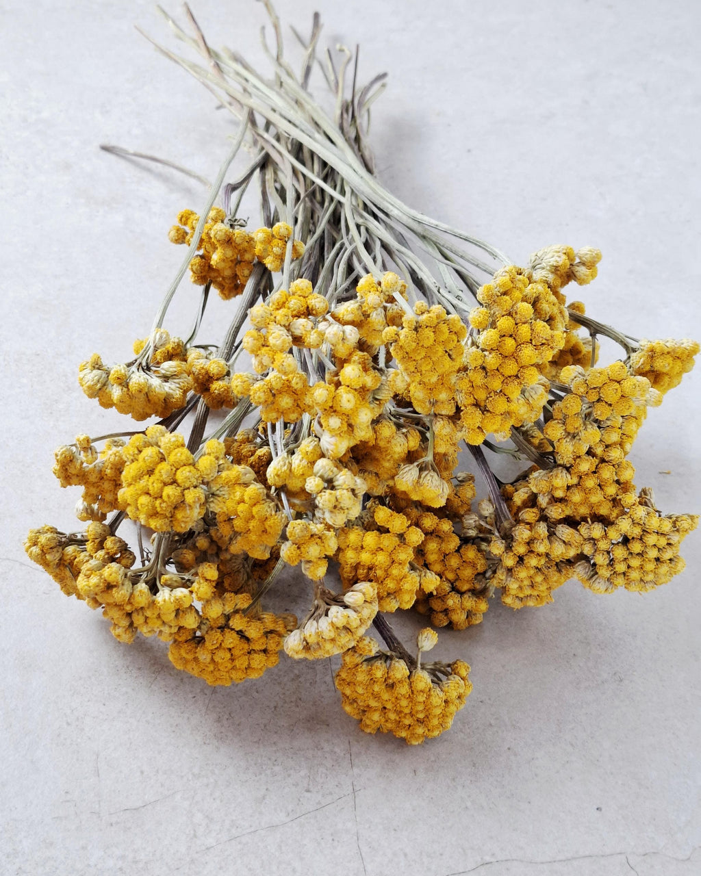 Dried Lonas Inodora Flowers Yellow, Helichrysum Bouquet, Everlasting Flowers, Natural Decor