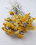Dried Lonas Inodora Flowers Yellow, Helichrysum Bouquet, Everlasting Flowers, Natural Decor