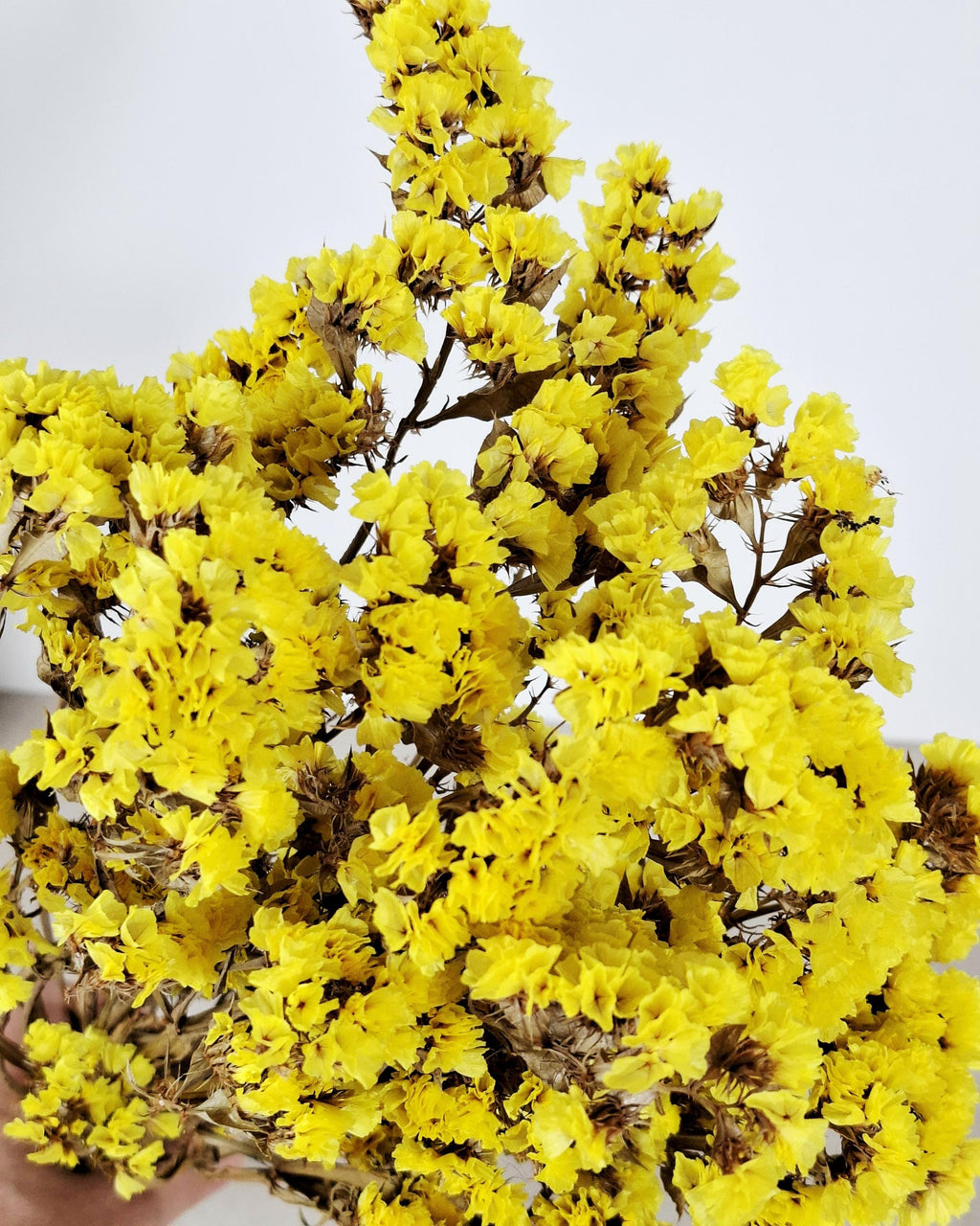Yellow Statice Flowers, Dried Limonium Stems, Bright Yellow Dried Flowers, Floral Supply for DIY, Vase Decor, Craft Flowers