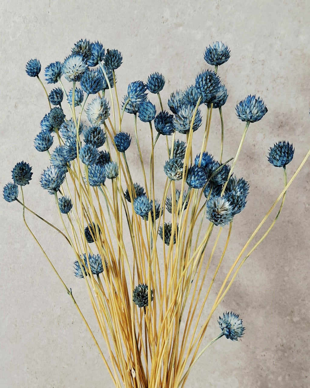 Blue Dried Cephalaria Stems, Preserved Blue Flowers, Florist Supplies, Wedding Floral Decor, Dried Bouquet Filler