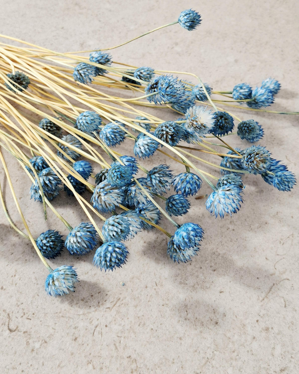 Blue Dried Cephalaria Stems, Preserved Blue Flowers, Florist Supplies, Wedding Floral Decor, Dried Bouquet Filler