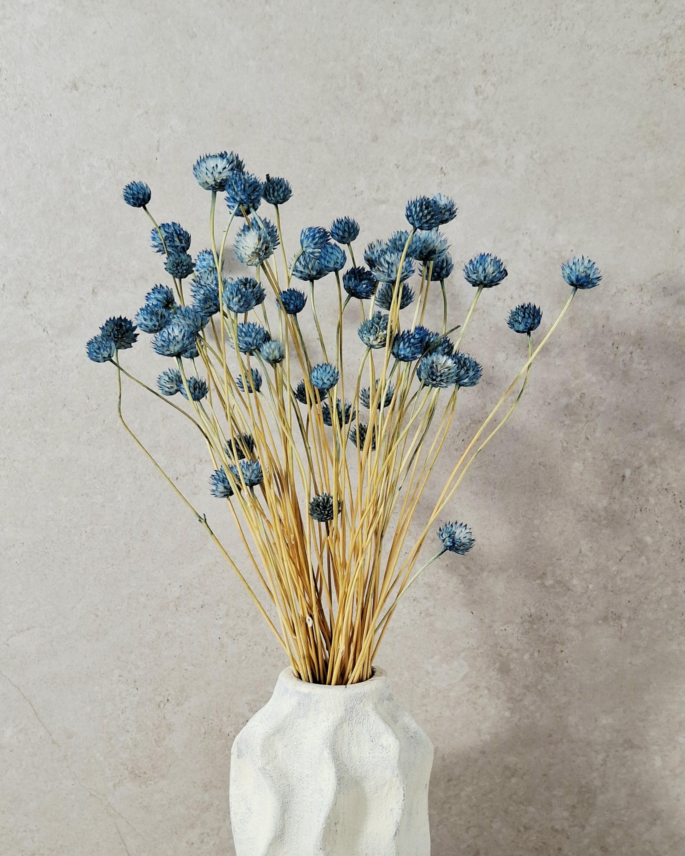 Blue Dried Cephalaria Stems, Preserved Blue Flowers, Florist Supplies, Wedding Floral Decor, Dried Bouquet Filler