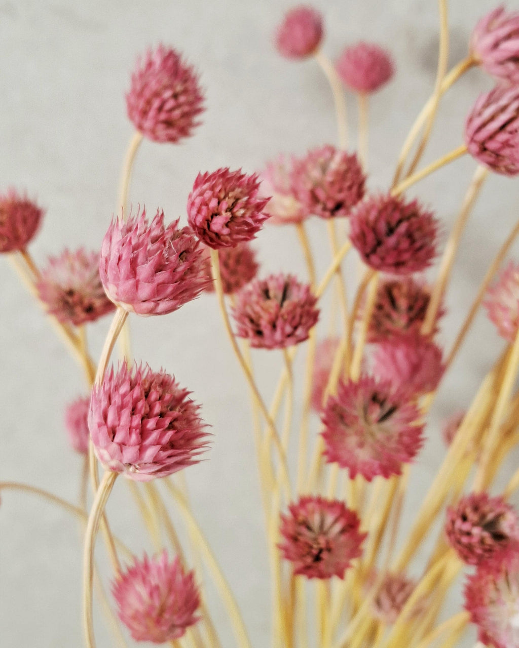 Pink Dried Flower Stems - Gomphrena Bouquet - Preserved Flowers - Florist Supplies - Dried Floral Decor - Wedding Bouquet Filler