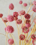 Pink Dried Flower Stems - Gomphrena Bouquet - Preserved Flowers - Florist Supplies - Dried Floral Decor - Wedding Bouquet Filler