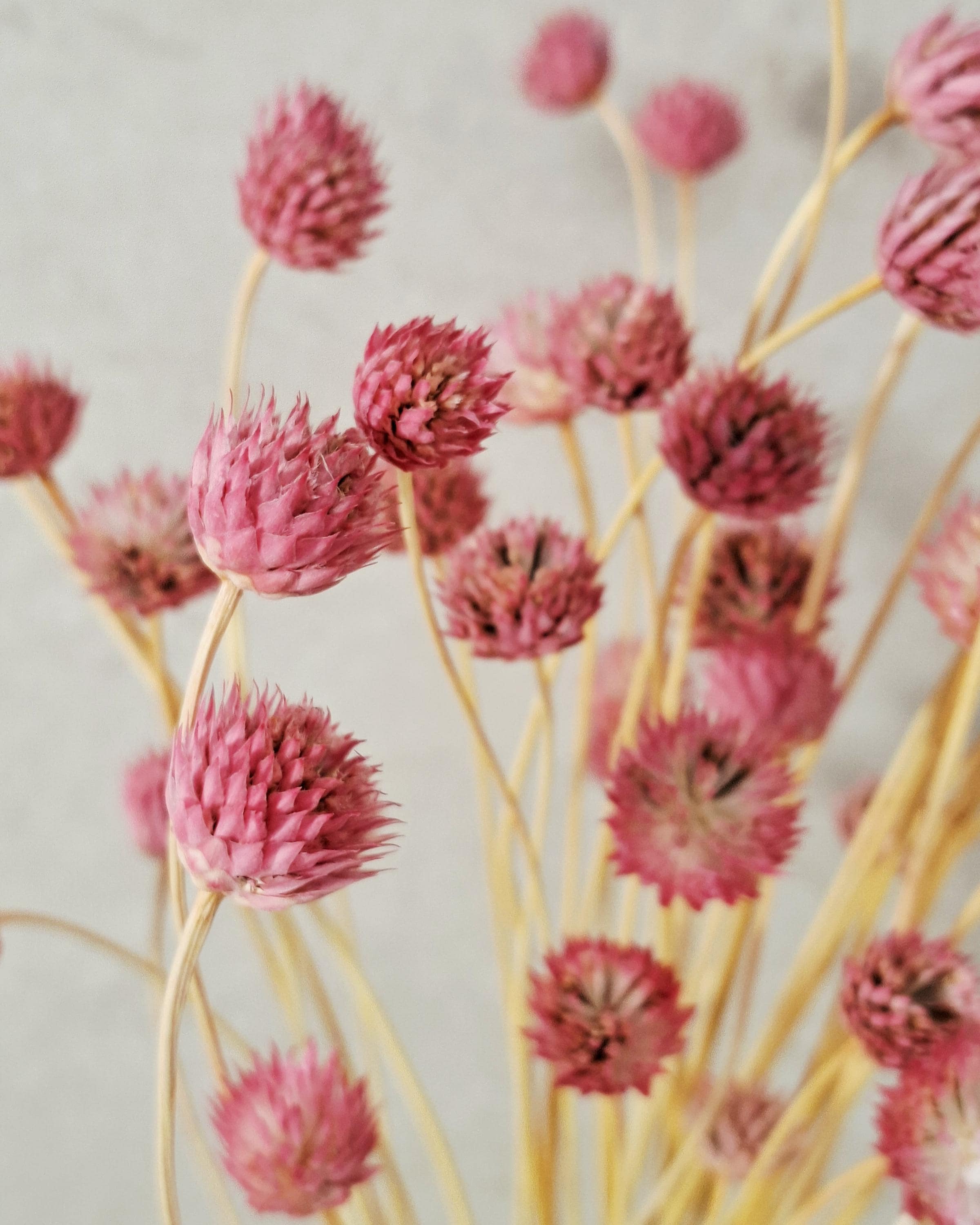 Pink Dried Flower Stems - Gomphrena Bouquet - Preserved Flowers - Florist Supplies - Dried Floral Decor - Wedding Bouquet Filler