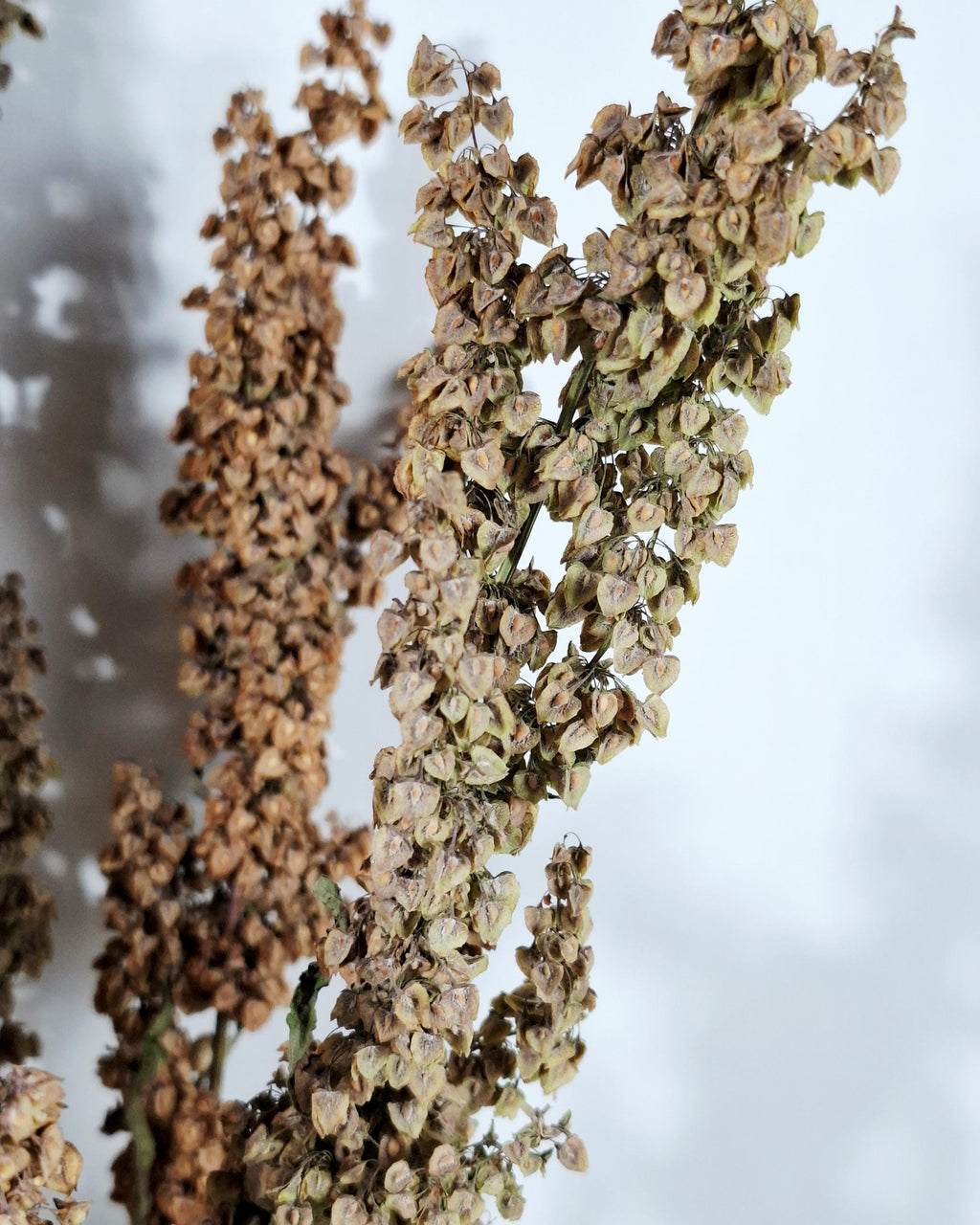 Dried Flower Stems Green Brown | Wild Dock Bouquet | Neutral Dried Flowers | Sculptural Botanical Decor | Florist Dried Flowers