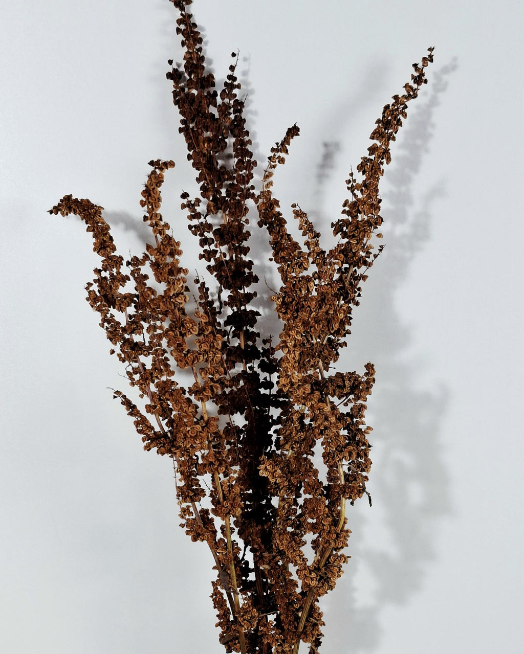 Brick Brown Dried Flower Stems | Wild Dock Bouquet | Terracotta Botanical Decor | Rustic Dried Flowers | Florist Stems