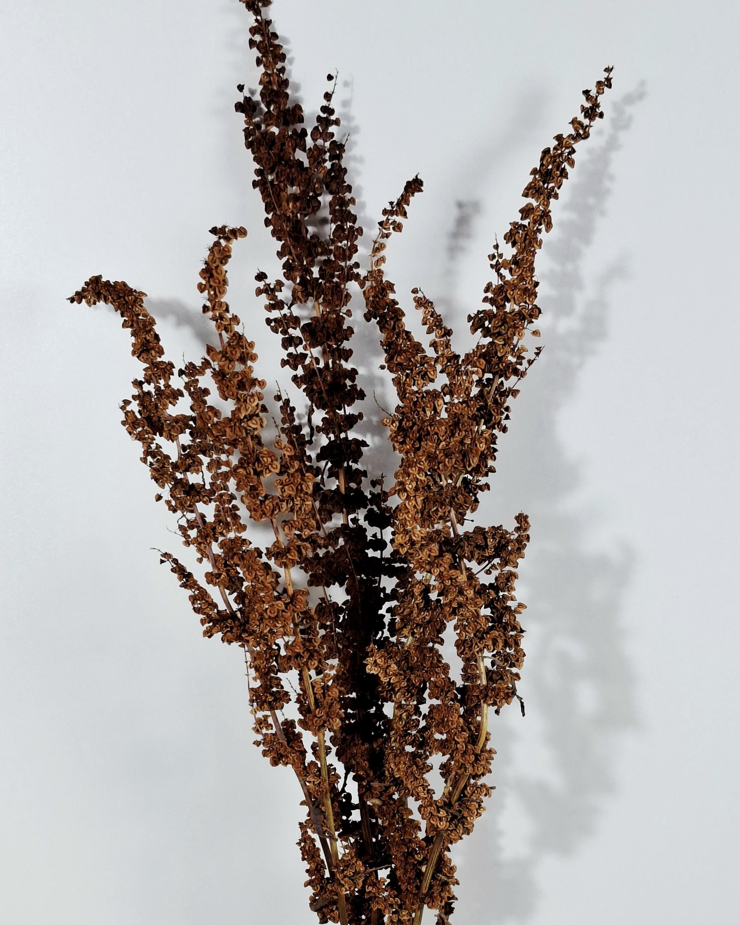 Brick Brown Dried Flower Stems | Wild Dock Bouquet | Terracotta Botanical Decor | Rustic Dried Flowers | Florist Stems