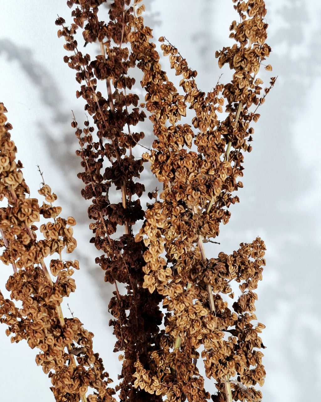 Brick Brown Dried Flower Stems | Wild Dock Bouquet | Terracotta Botanical Decor | Rustic Dried Flowers | Florist Stems